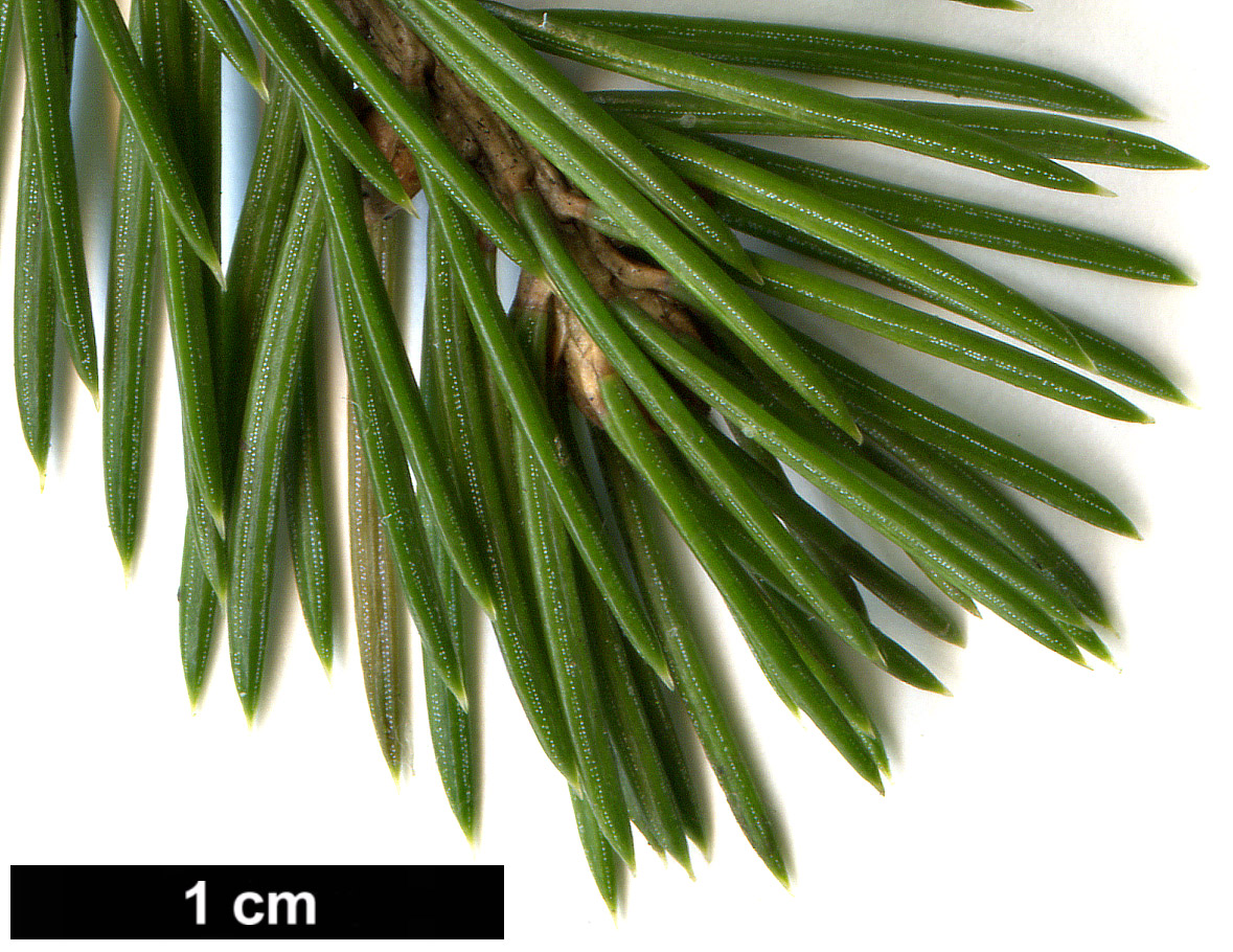 High resolution image: Family: Pinaceae - Genus: Picea - Taxon: schrenkiana