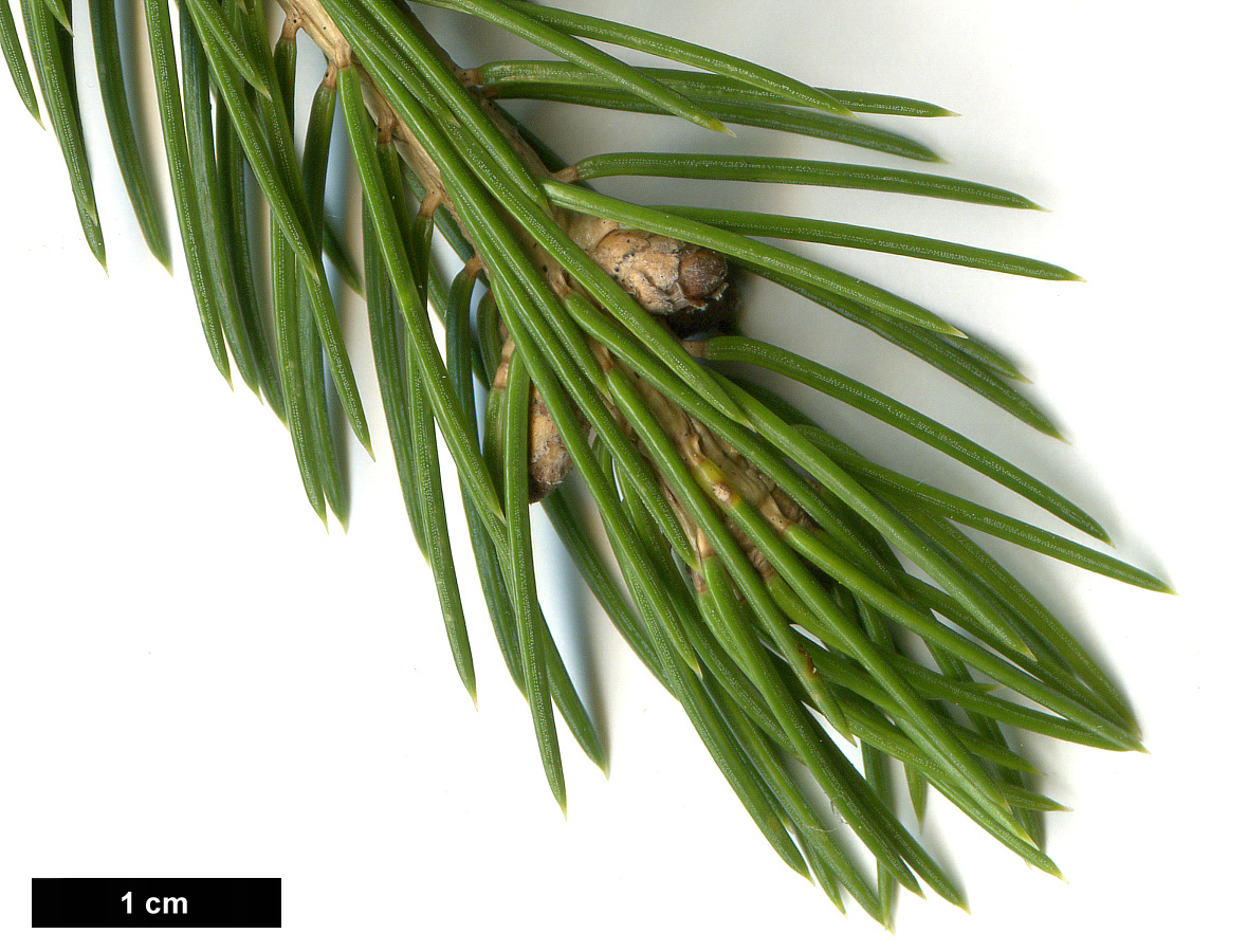 High resolution image: Family: Pinaceae - Genus: Picea - Taxon: schrenkiana