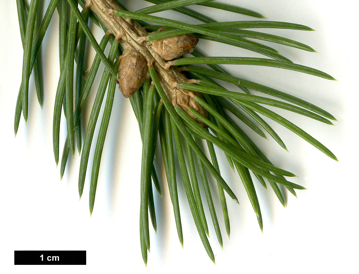 High resolution image: Family: Pinaceae - Genus: Picea - Taxon: schrenkiana