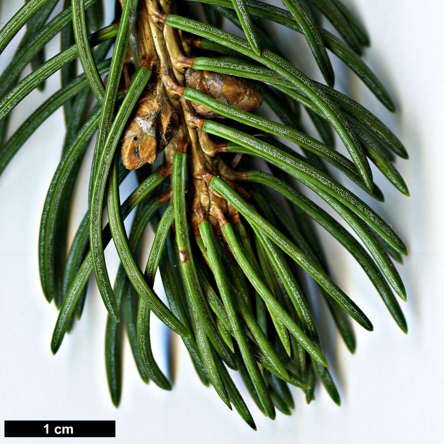 High resolution image: Family: Pinaceae - Genus: Picea - Taxon: schrenkiana