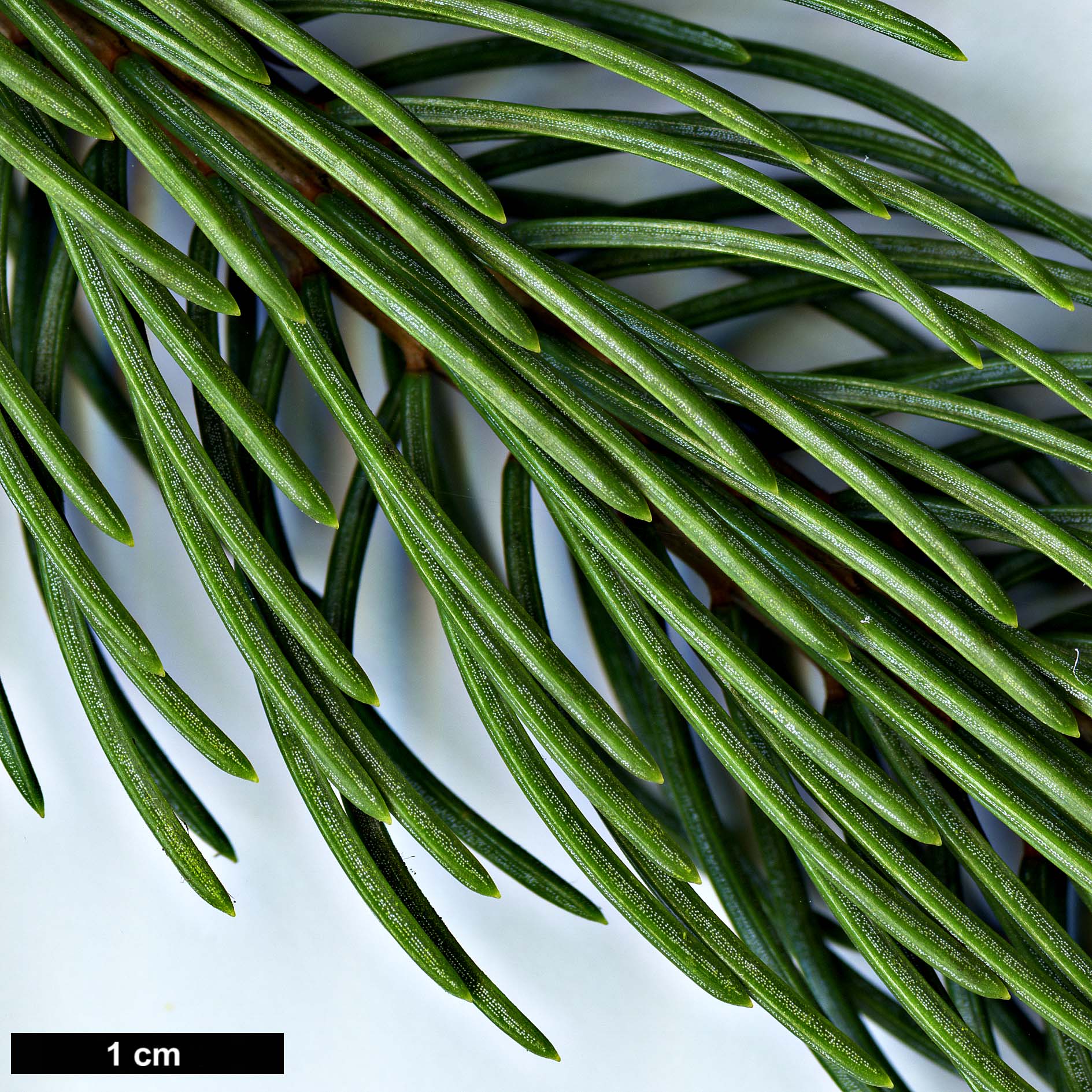 High resolution image: Family: Pinaceae - Genus: Picea - Taxon: schrenkiana