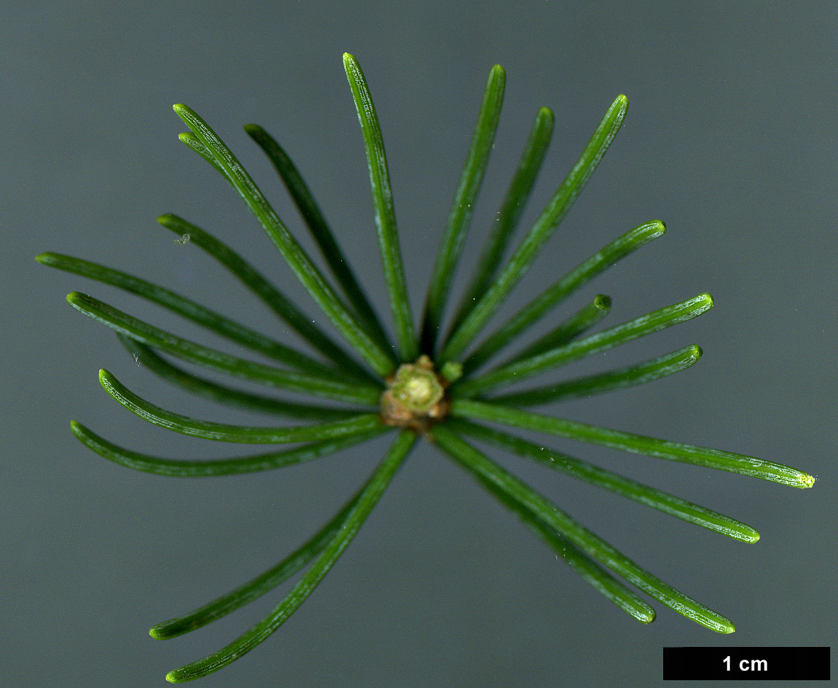 High resolution image: Family: Pinaceae - Genus: Picea - Taxon: schrenkiana