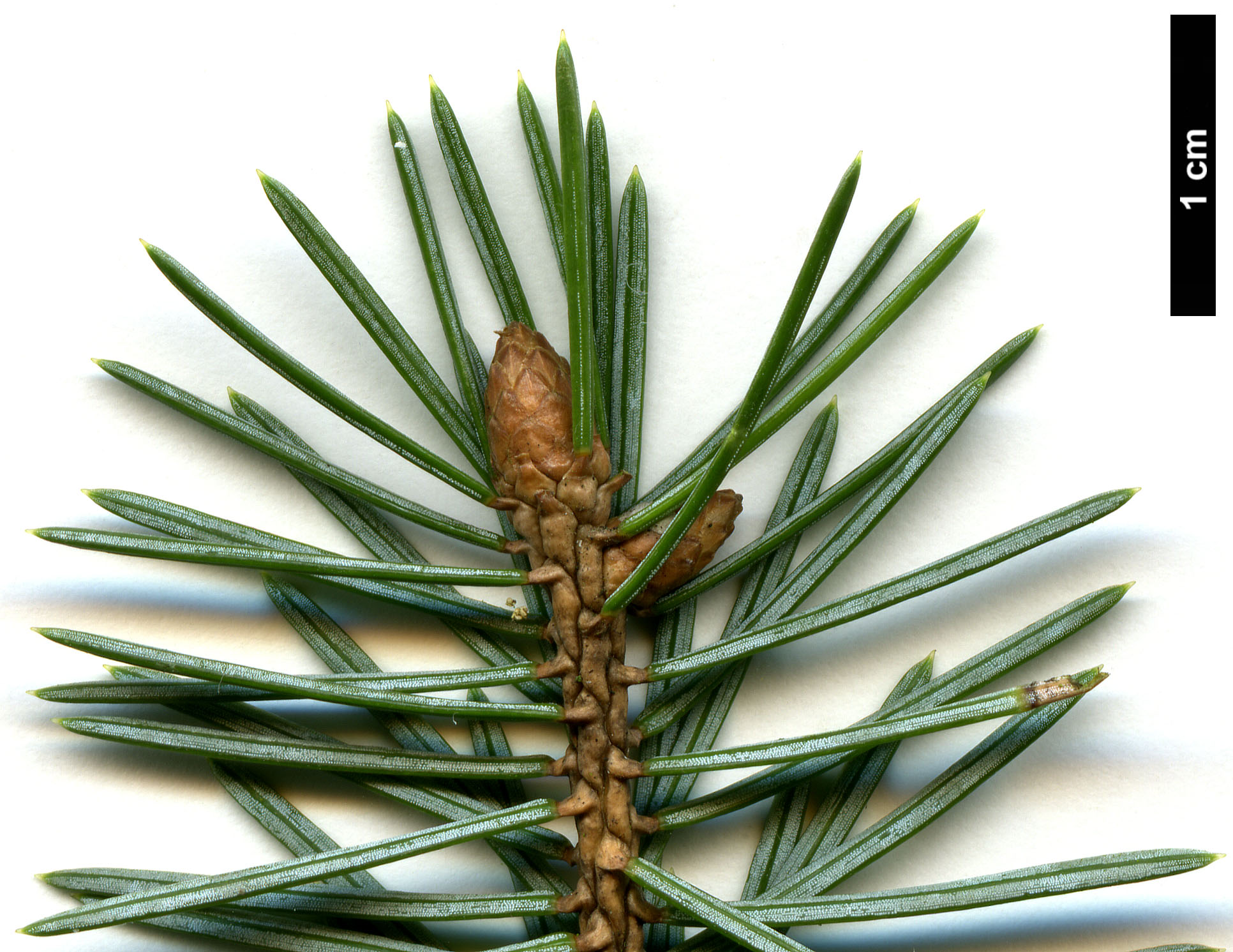 High resolution image: Family: Pinaceae - Genus: Picea - Taxon: sitchensis