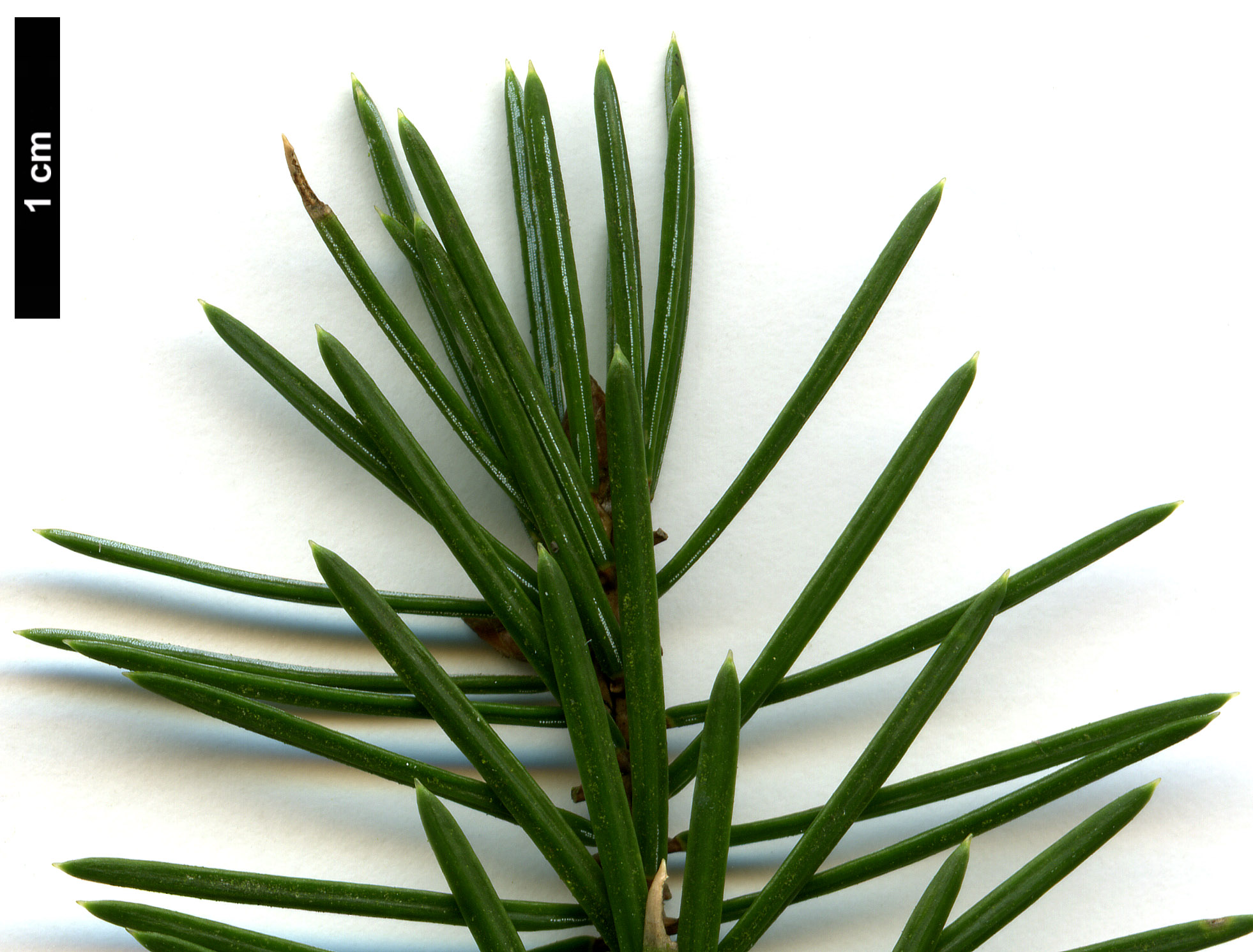 High resolution image: Family: Pinaceae - Genus: Picea - Taxon: sitchensis