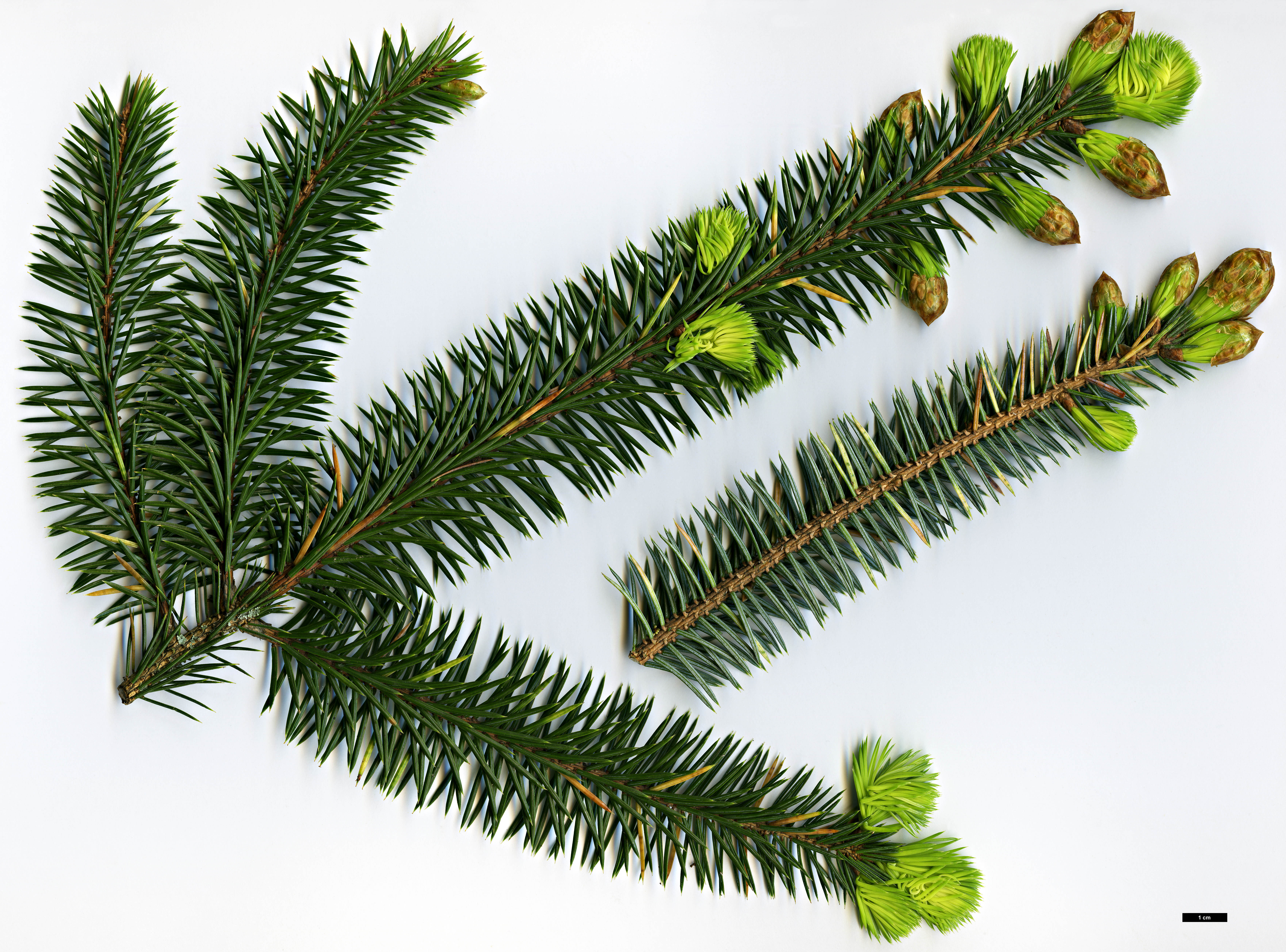 High resolution image: Family: Pinaceae - Genus: Picea - Taxon: sitchensis