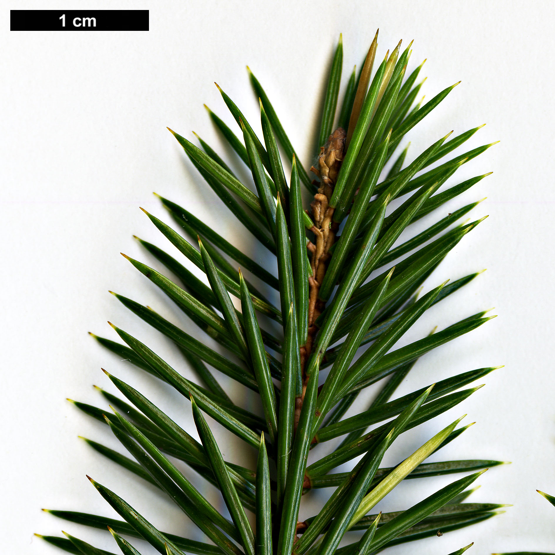 High resolution image: Family: Pinaceae - Genus: Picea - Taxon: sitchensis