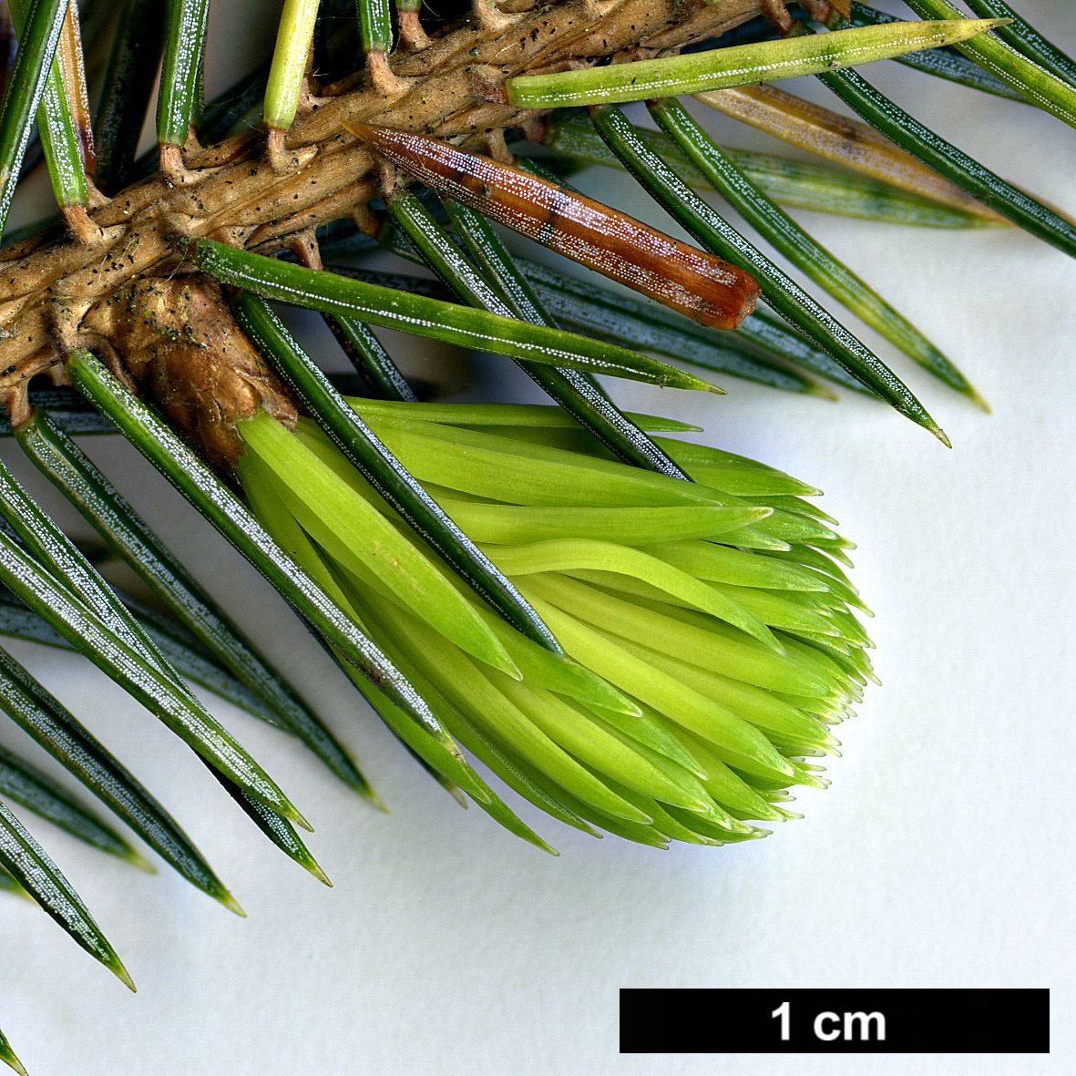 High resolution image: Family: Pinaceae - Genus: Picea - Taxon: sitchensis