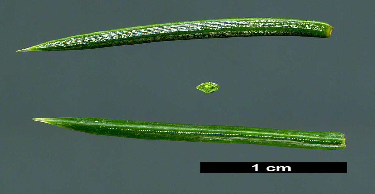 High resolution image: Family: Pinaceae - Genus: Picea - Taxon: sitchensis