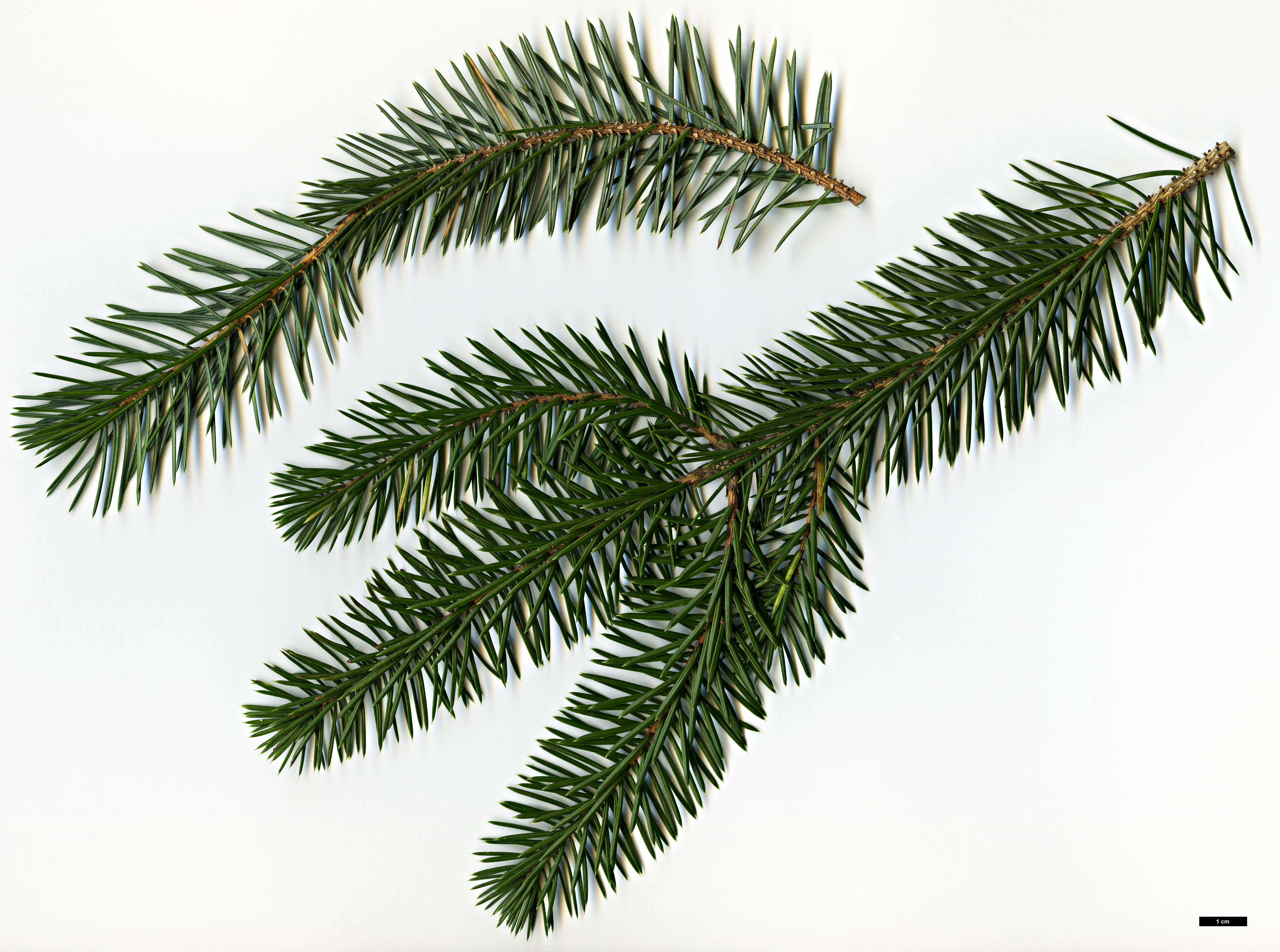 High resolution image: Family: Pinaceae - Genus: Picea - Taxon: sitchensis