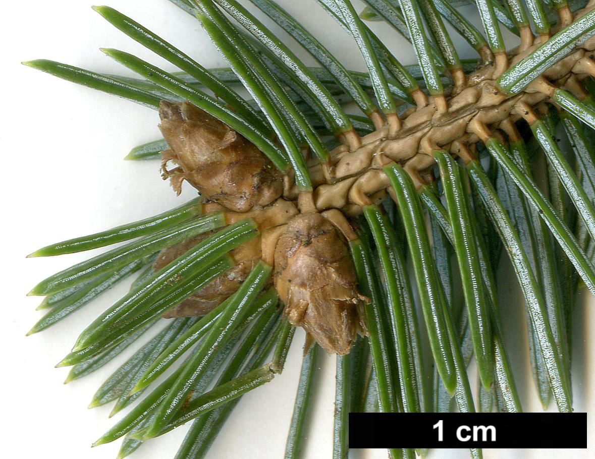 High resolution image: Family: Pinaceae - Genus: Picea - Taxon: sitchensis