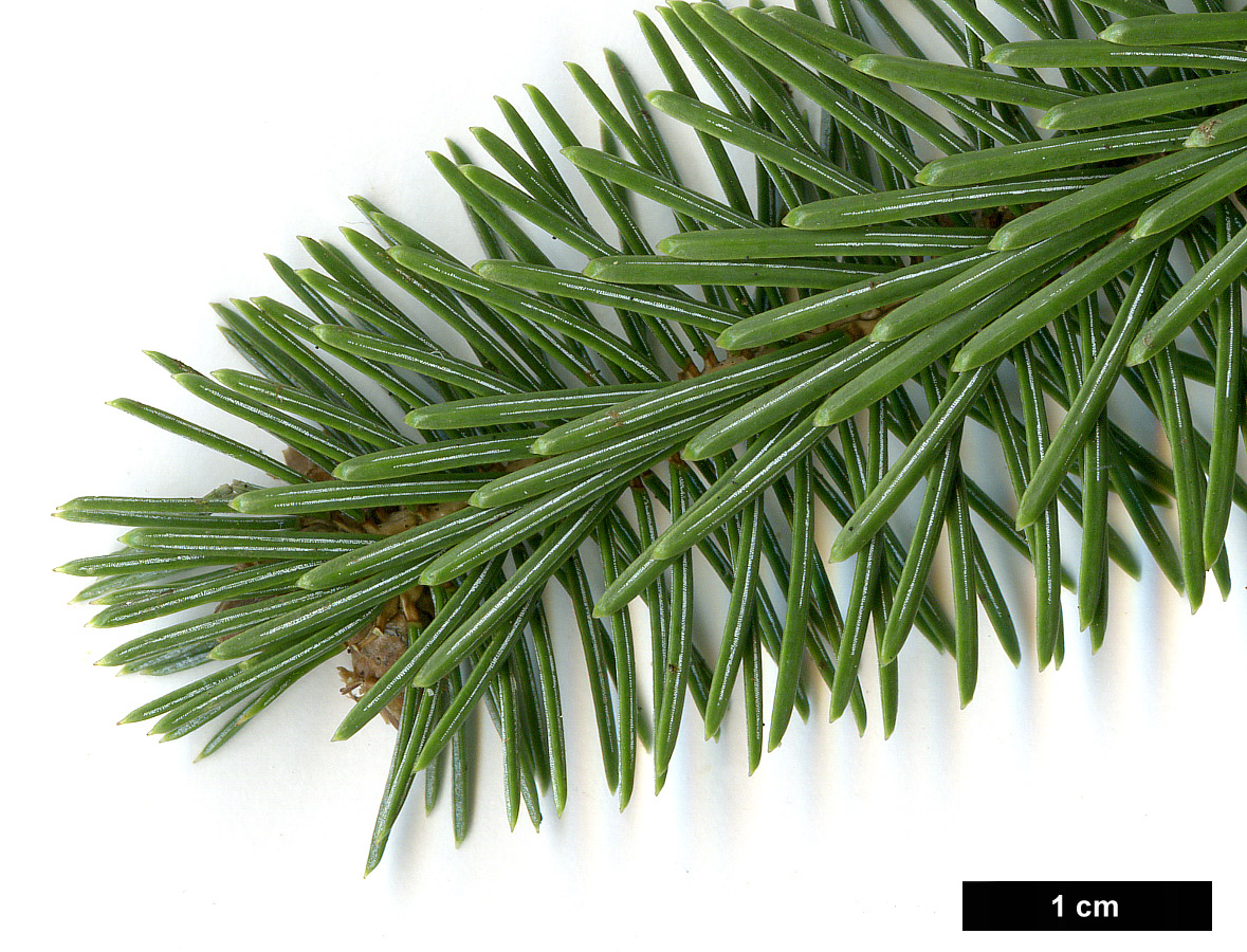 High resolution image: Family: Pinaceae - Genus: Picea - Taxon: sitchensis