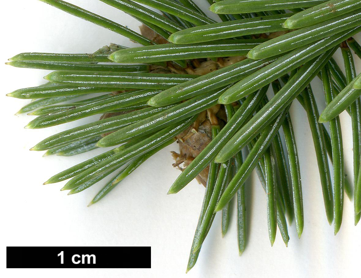 High resolution image: Family: Pinaceae - Genus: Picea - Taxon: sitchensis