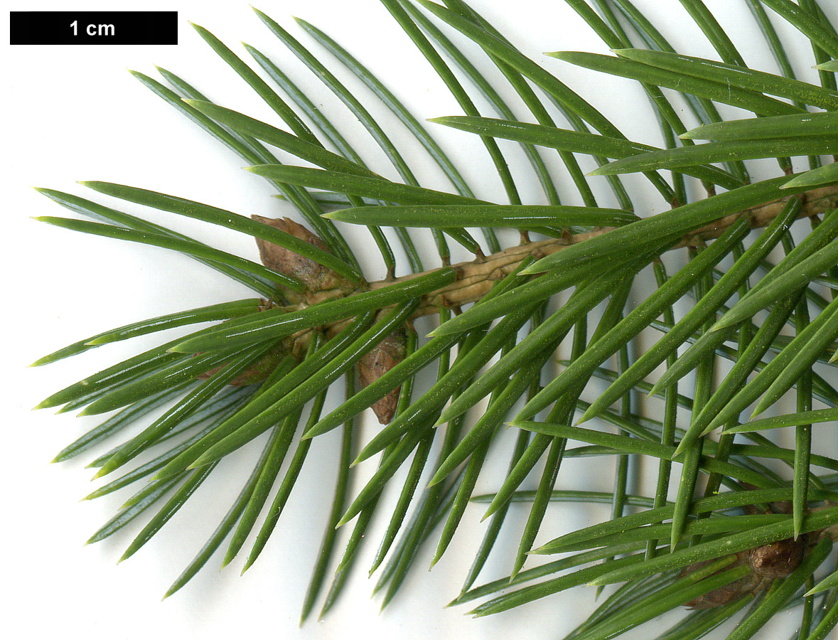 High resolution image: Family: Pinaceae - Genus: Picea - Taxon: sitchensis