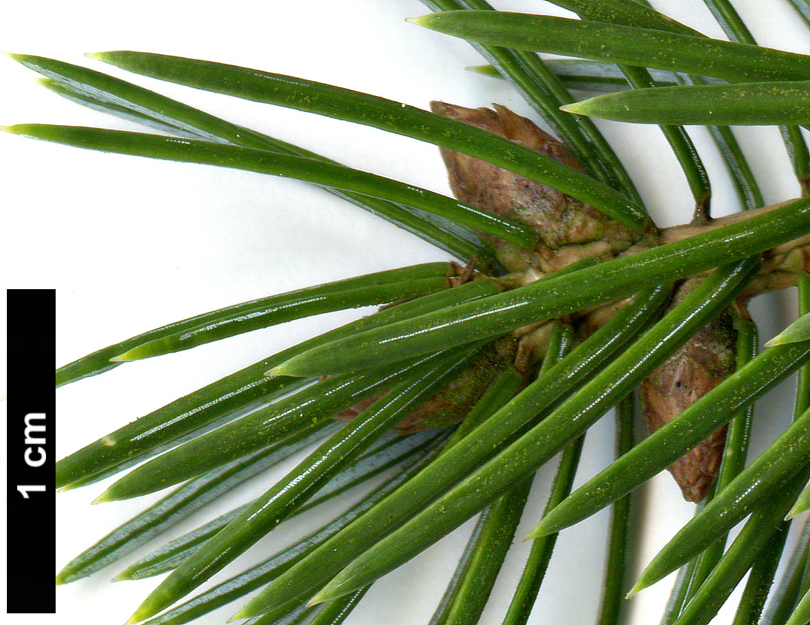 High resolution image: Family: Pinaceae - Genus: Picea - Taxon: sitchensis