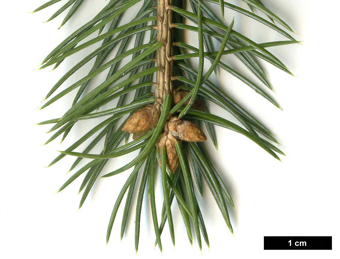 High resolution image: Family: Pinaceae - Genus: Picea - Taxon: sitchensis