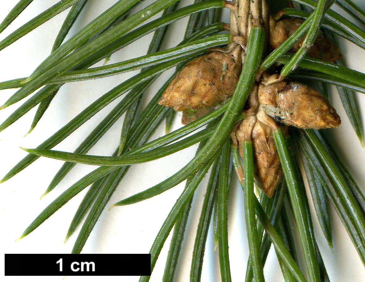 High resolution image: Family: Pinaceae - Genus: Picea - Taxon: sitchensis