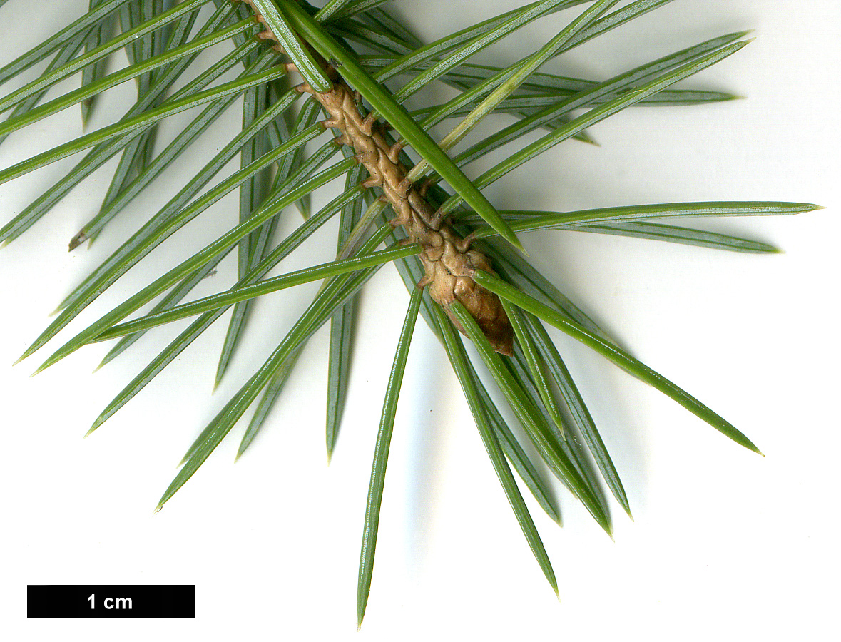 High resolution image: Family: Pinaceae - Genus: Picea - Taxon: sitchensis