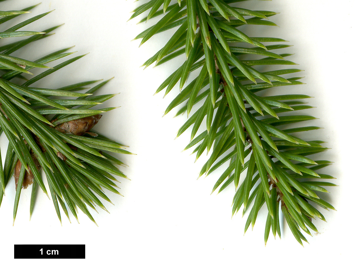 High resolution image: Family: Pinaceae - Genus: Picea - Taxon: sitchensis