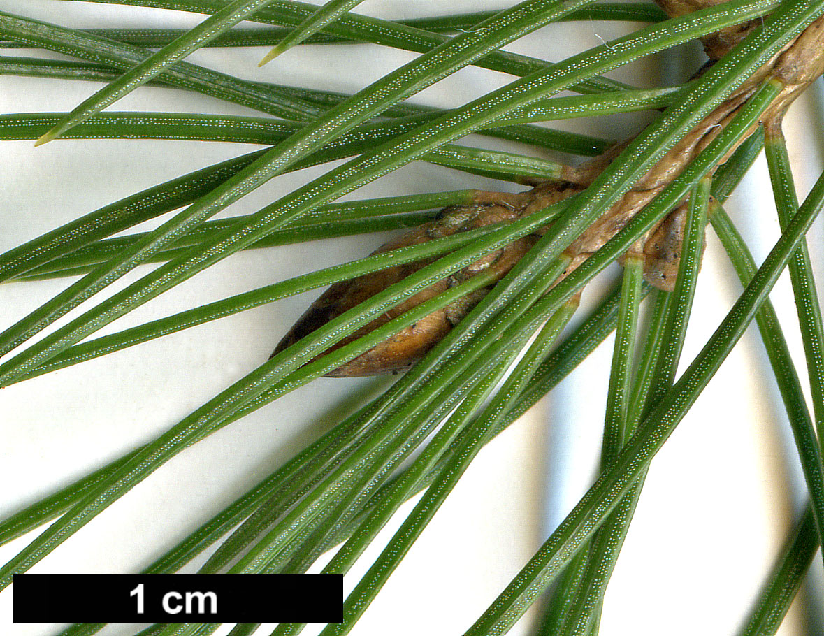 High resolution image: Family: Pinaceae - Genus: Picea - Taxon: smithiana