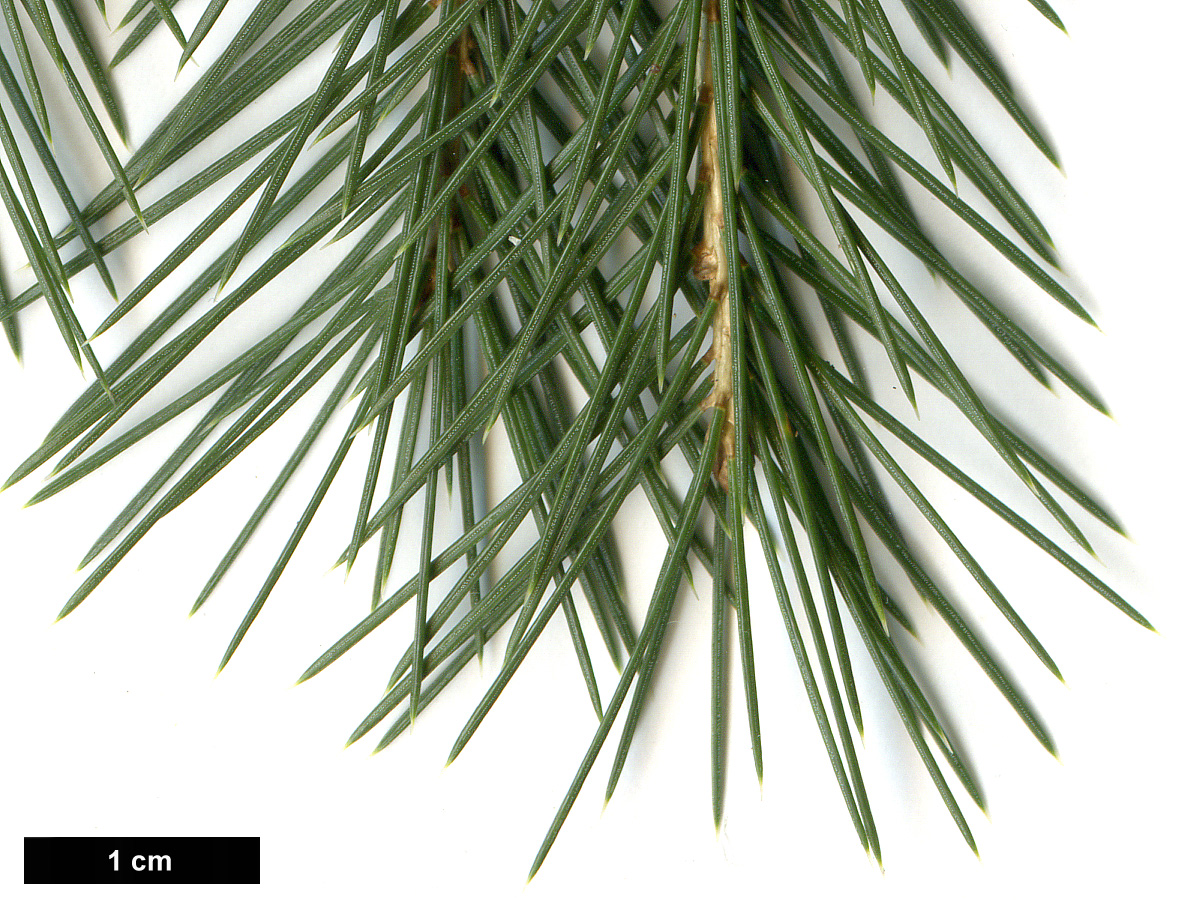 High resolution image: Family: Pinaceae - Genus: Picea - Taxon: smithiana