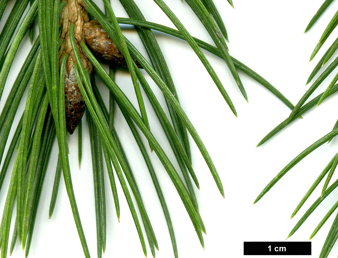 High resolution image: Family: Pinaceae - Genus: Picea - Taxon: smithiana