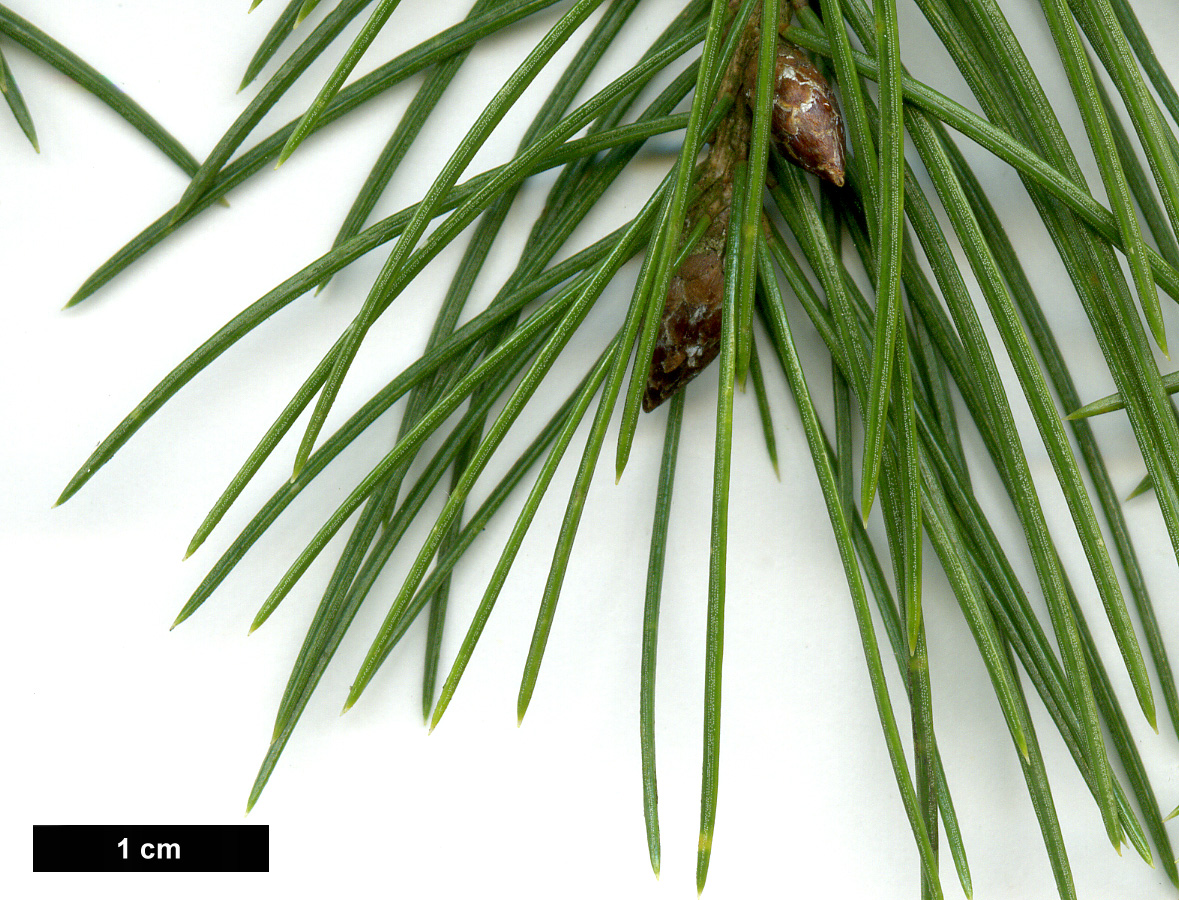 High resolution image: Family: Pinaceae - Genus: Picea - Taxon: smithiana