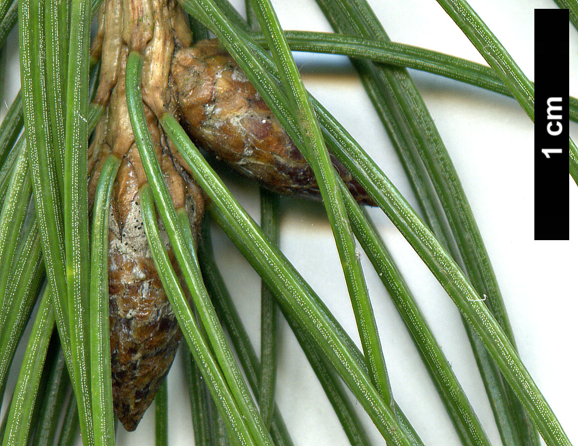 High resolution image: Family: Pinaceae - Genus: Picea - Taxon: smithiana