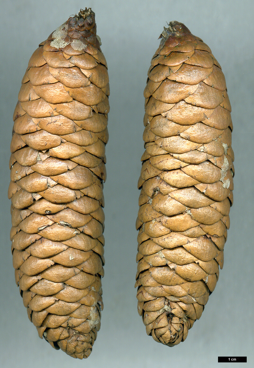 High resolution image: Family: Pinaceae - Genus: Picea - Taxon: smithiana