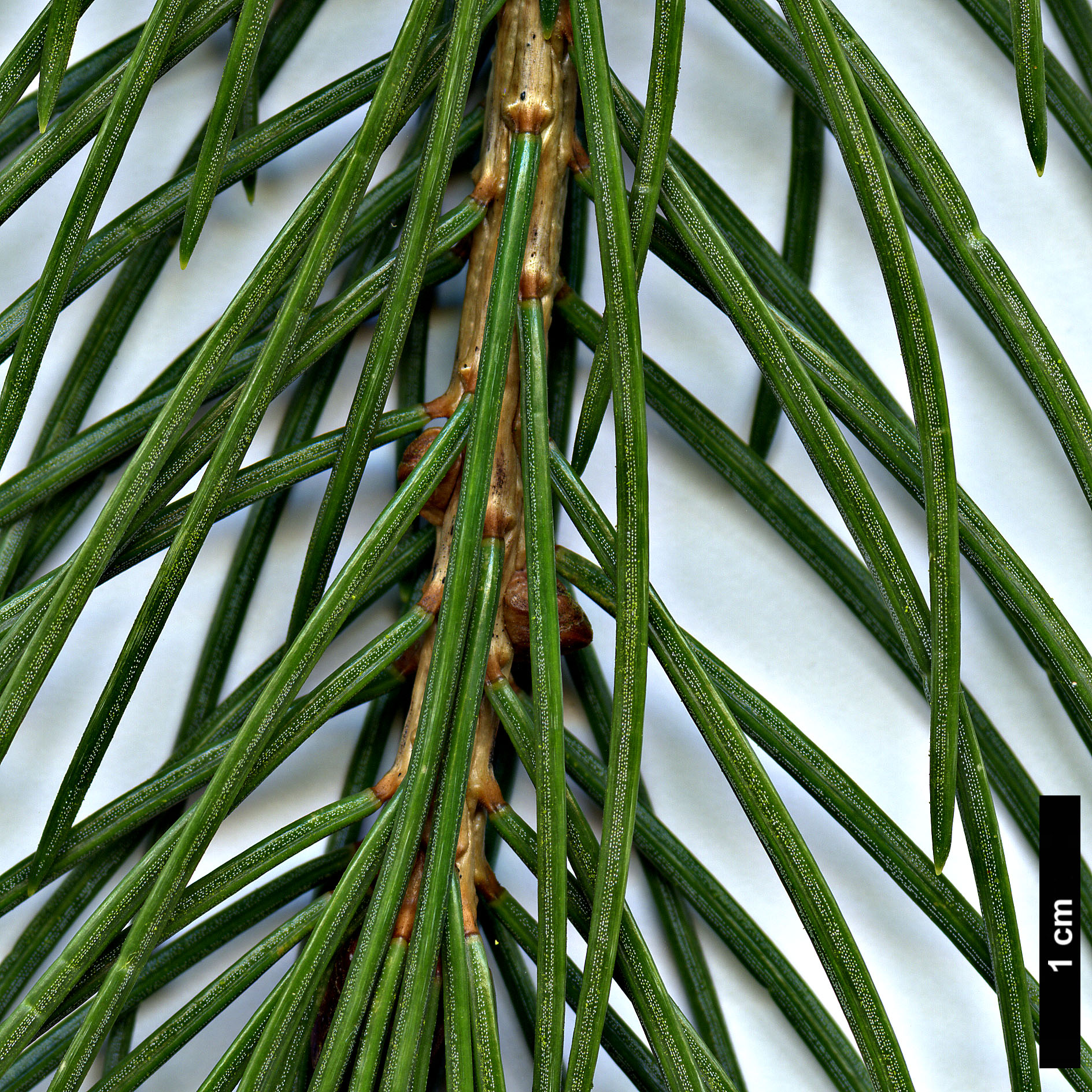 High resolution image: Family: Pinaceae - Genus: Picea - Taxon: smithiana