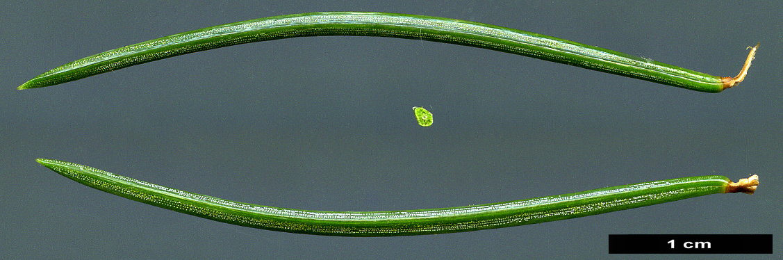 High resolution image: Family: Pinaceae - Genus: Picea - Taxon: smithiana