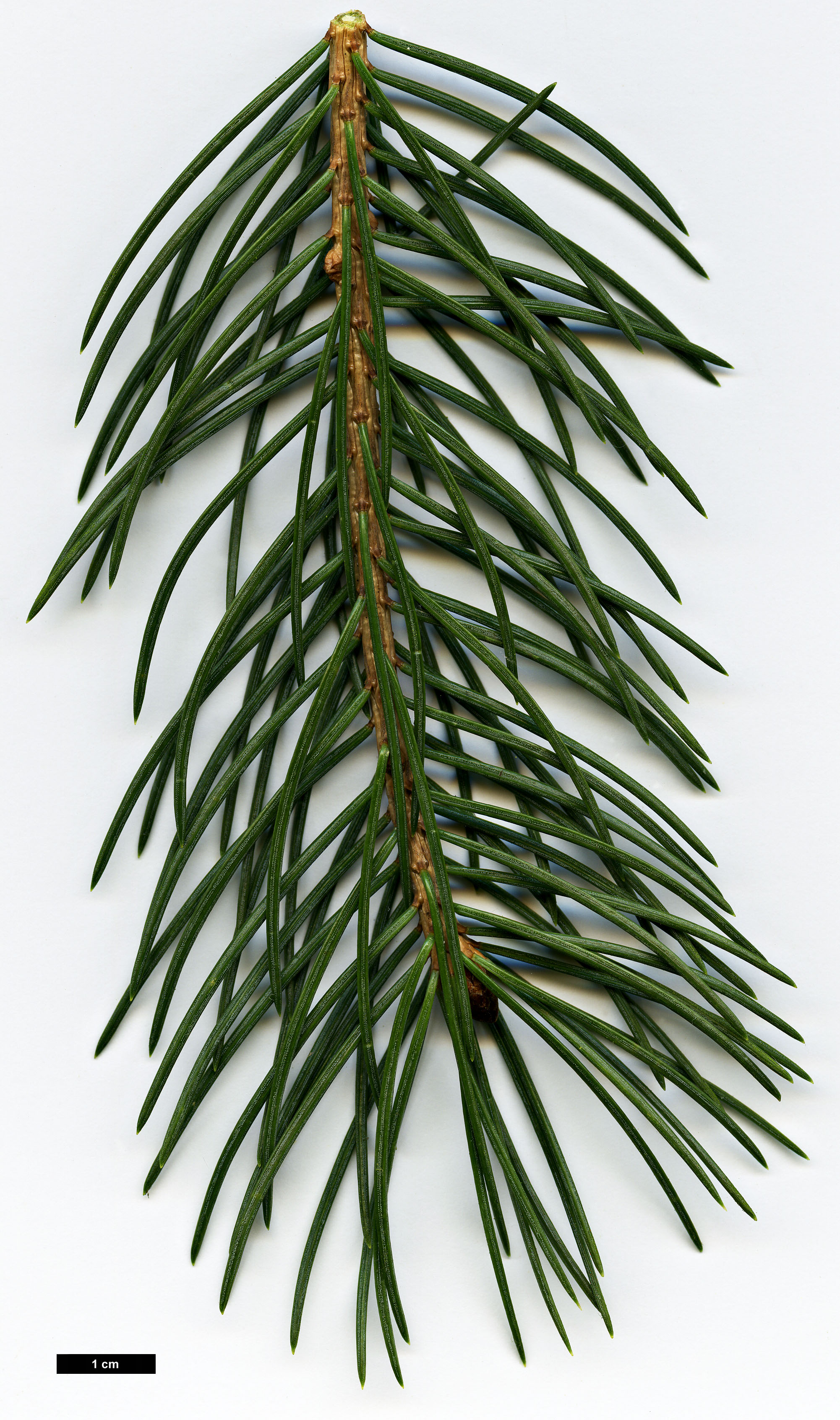 High resolution image: Family: Pinaceae - Genus: Picea - Taxon: smithiana