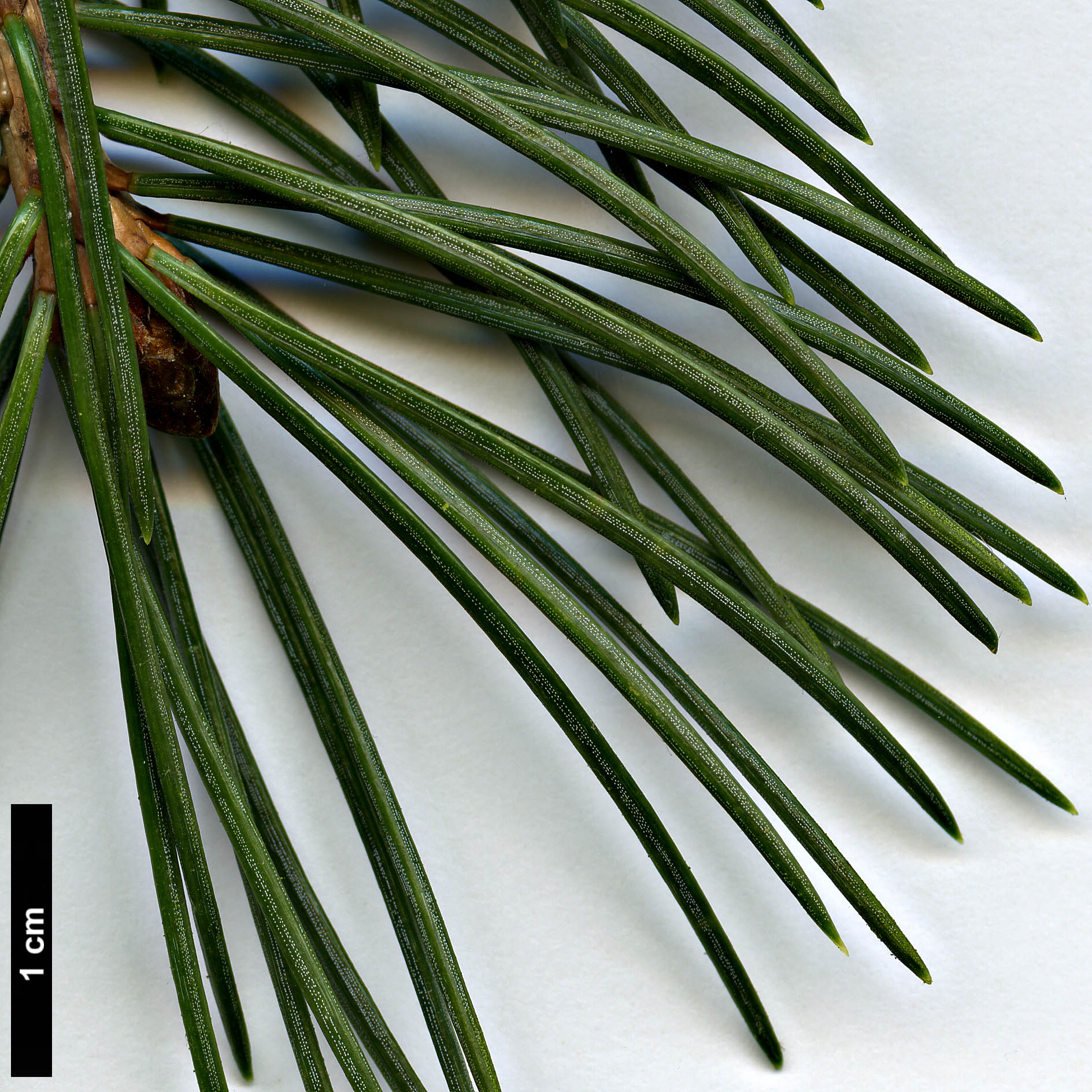 High resolution image: Family: Pinaceae - Genus: Picea - Taxon: smithiana