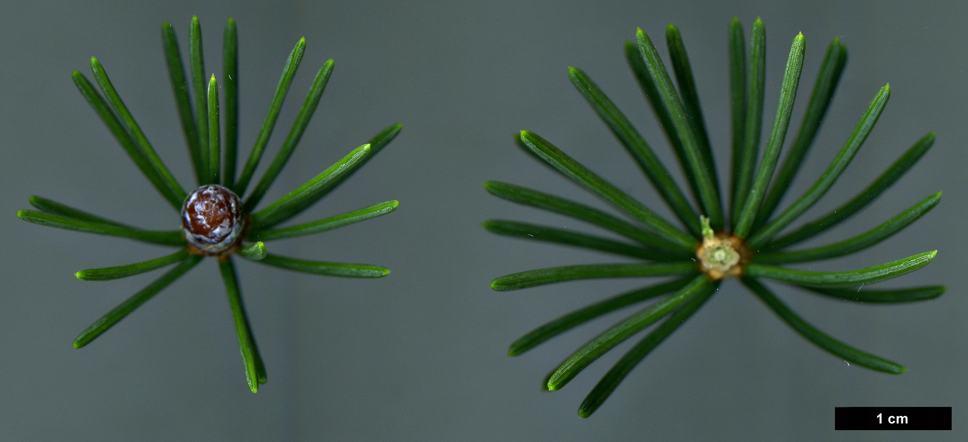 High resolution image: Family: Pinaceae - Genus: Picea - Taxon: torano