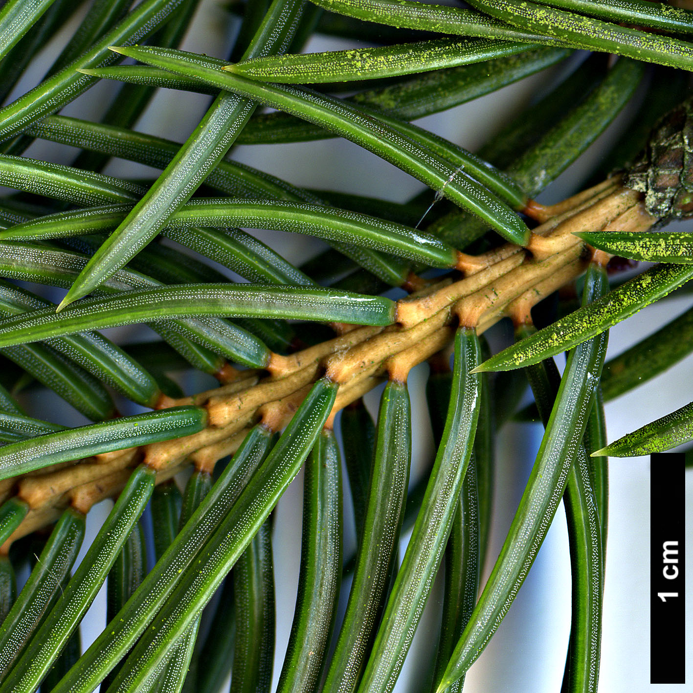 High resolution image: Family: Pinaceae - Genus: Picea - Taxon: torano