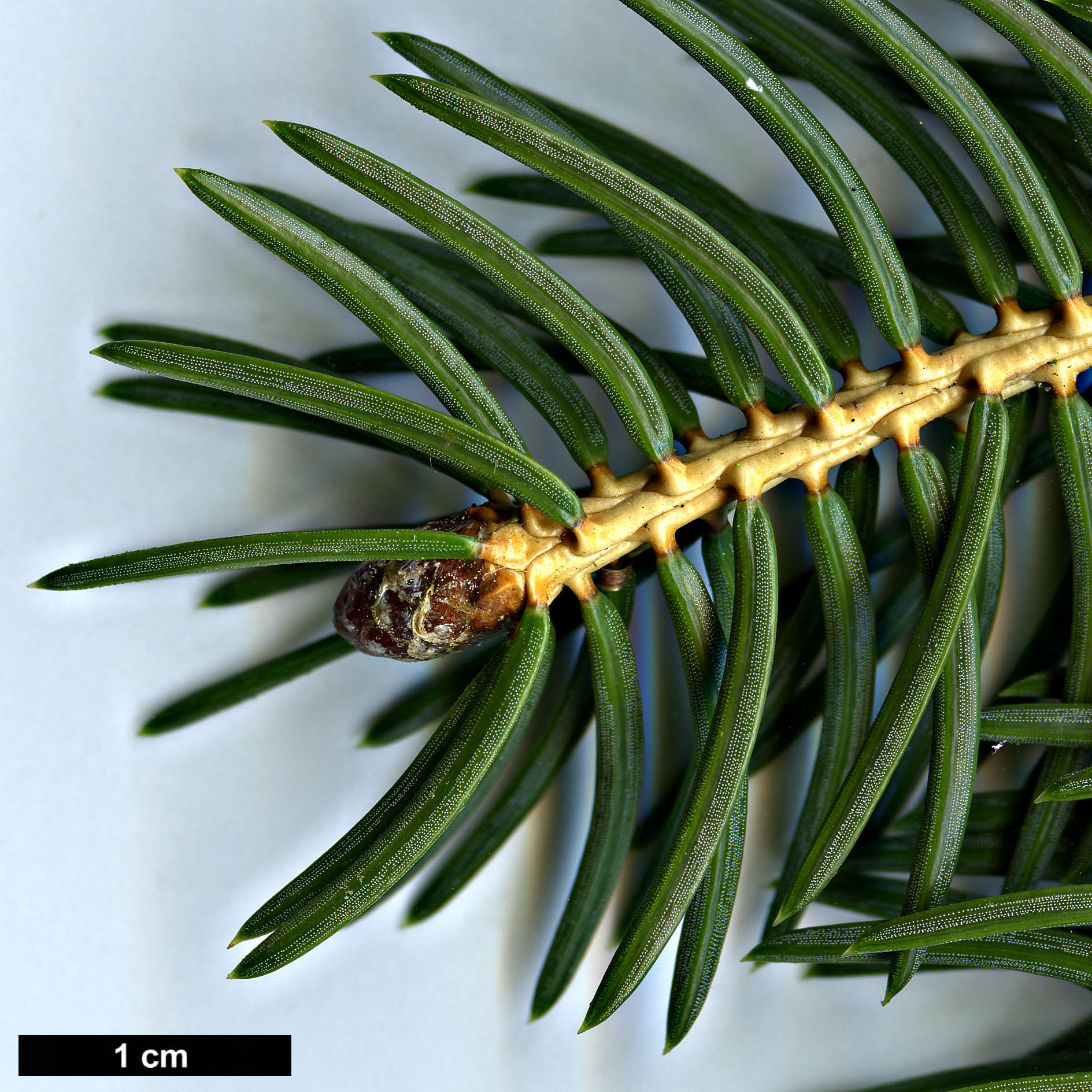 High resolution image: Family: Pinaceae - Genus: Picea - Taxon: torano