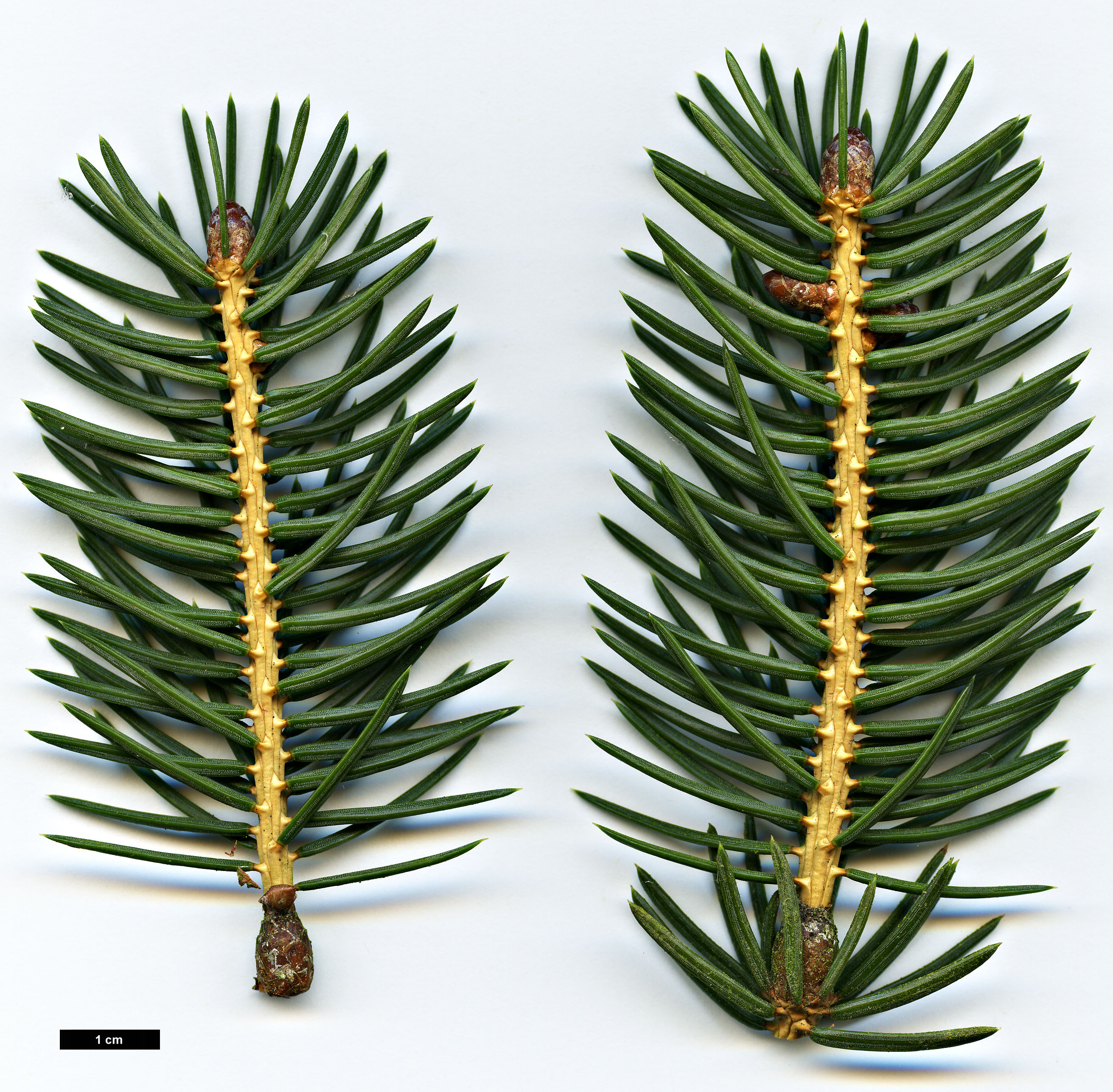 High resolution image: Family: Pinaceae - Genus: Picea - Taxon: torano