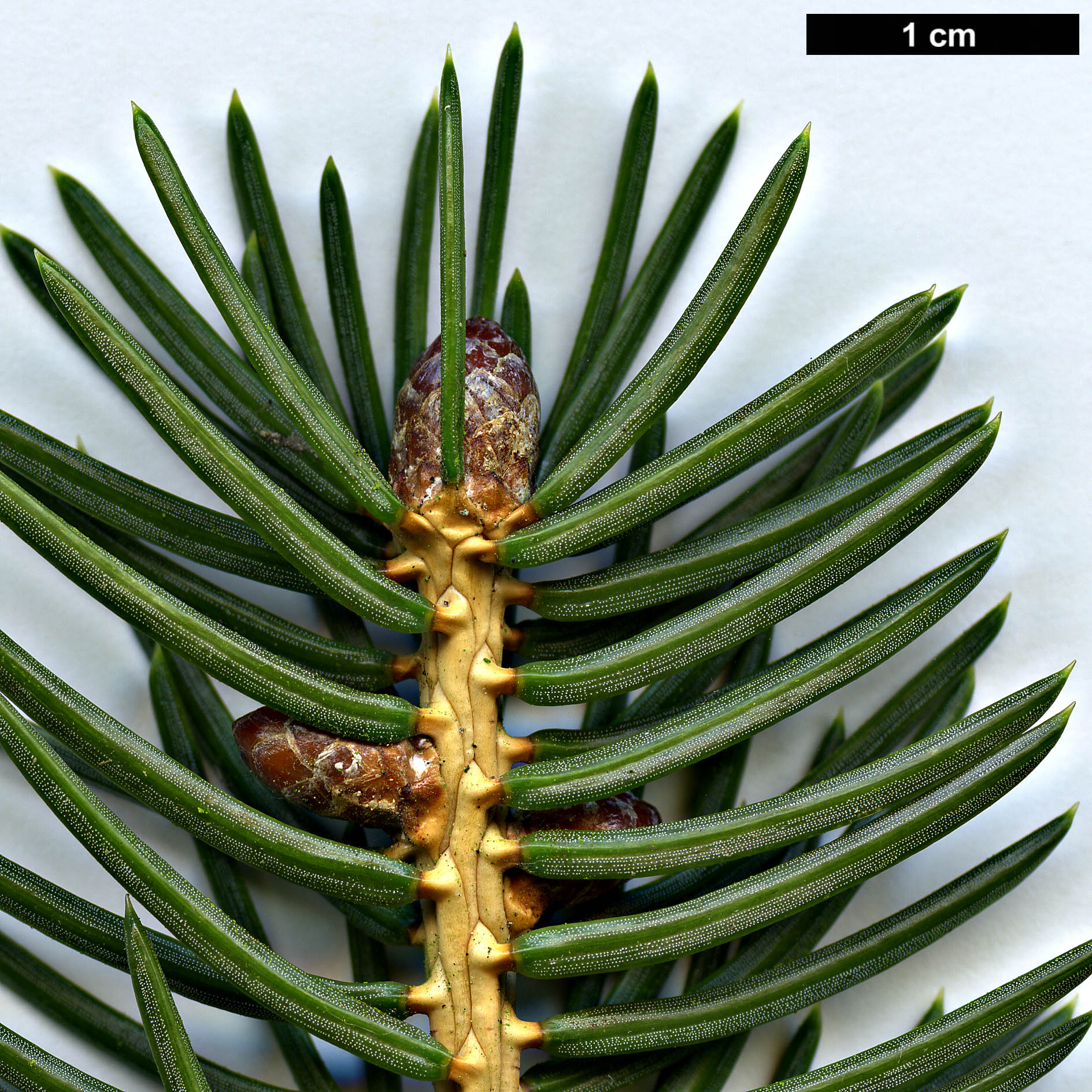 High resolution image: Family: Pinaceae - Genus: Picea - Taxon: torano