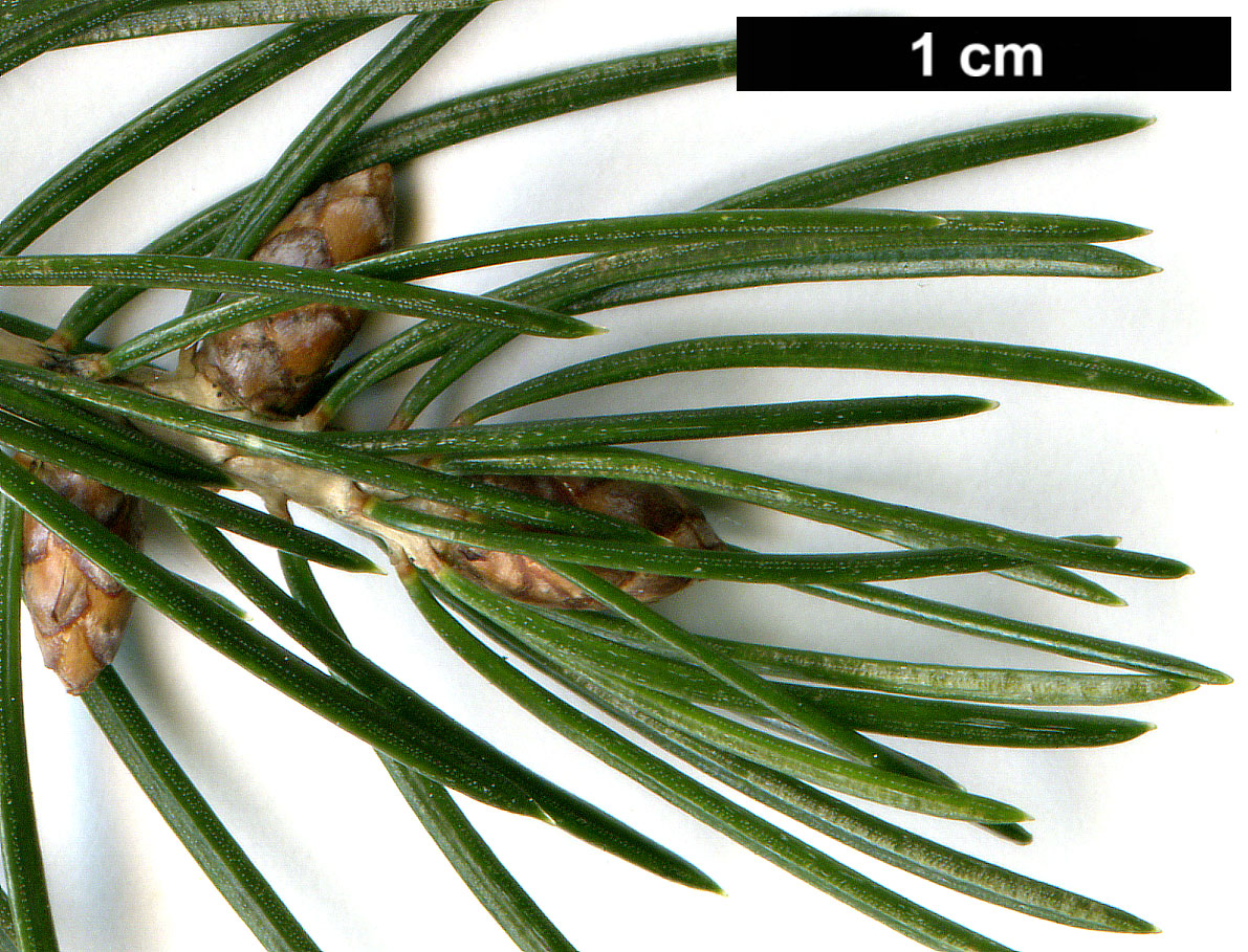 High resolution image: Family: Pinaceae - Genus: Picea - Taxon: wilsonii