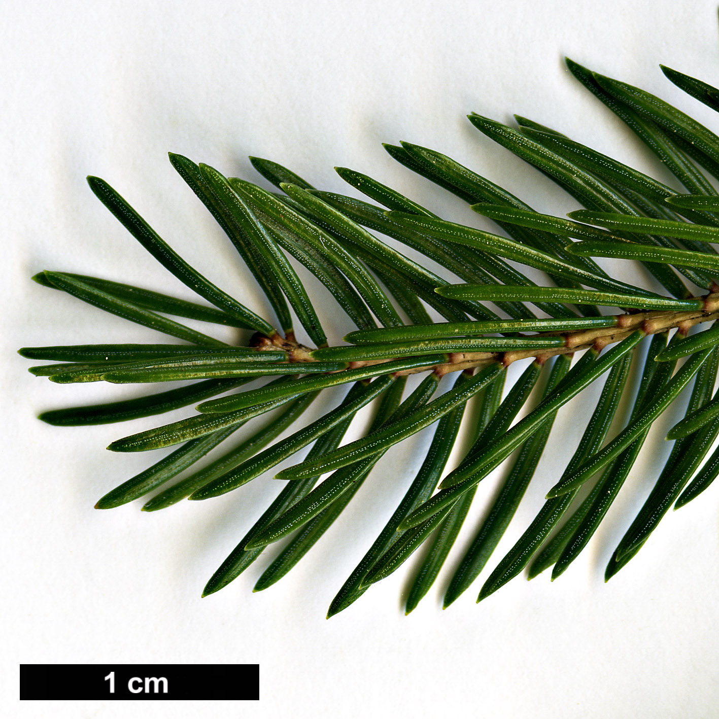 High resolution image: Family: Pinaceae - Genus: Picea - Taxon: wilsonii