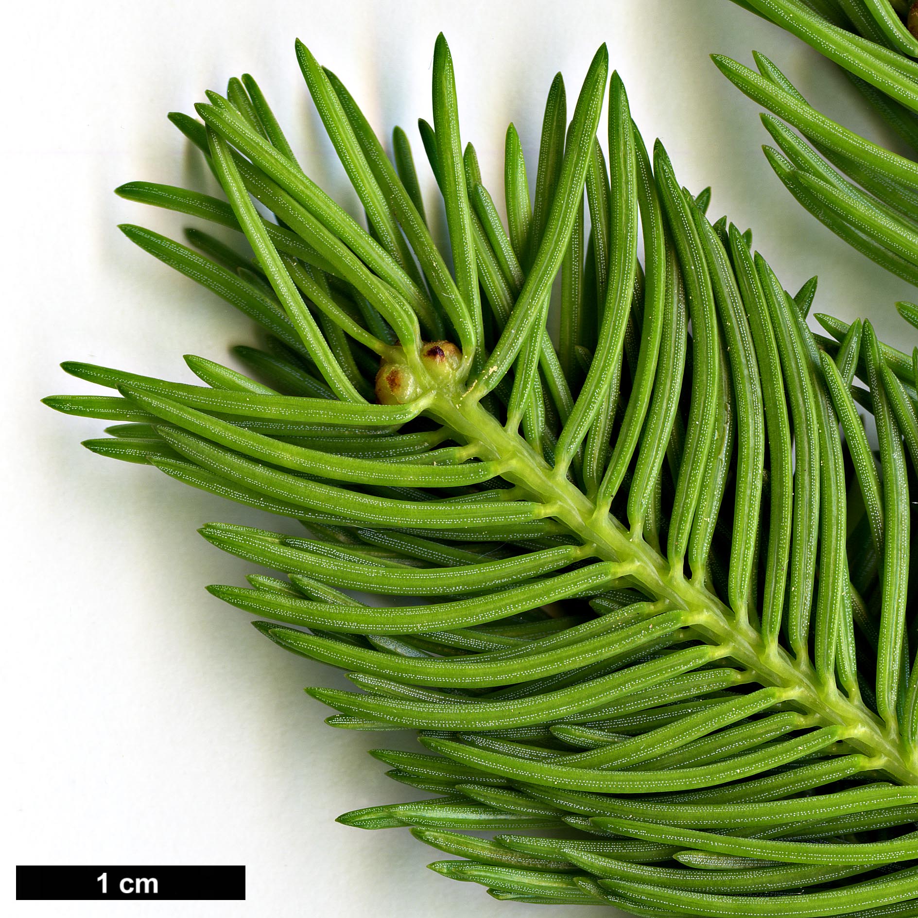 High resolution image: Family: Pinaceae - Genus: Picea - Taxon: wilsonii