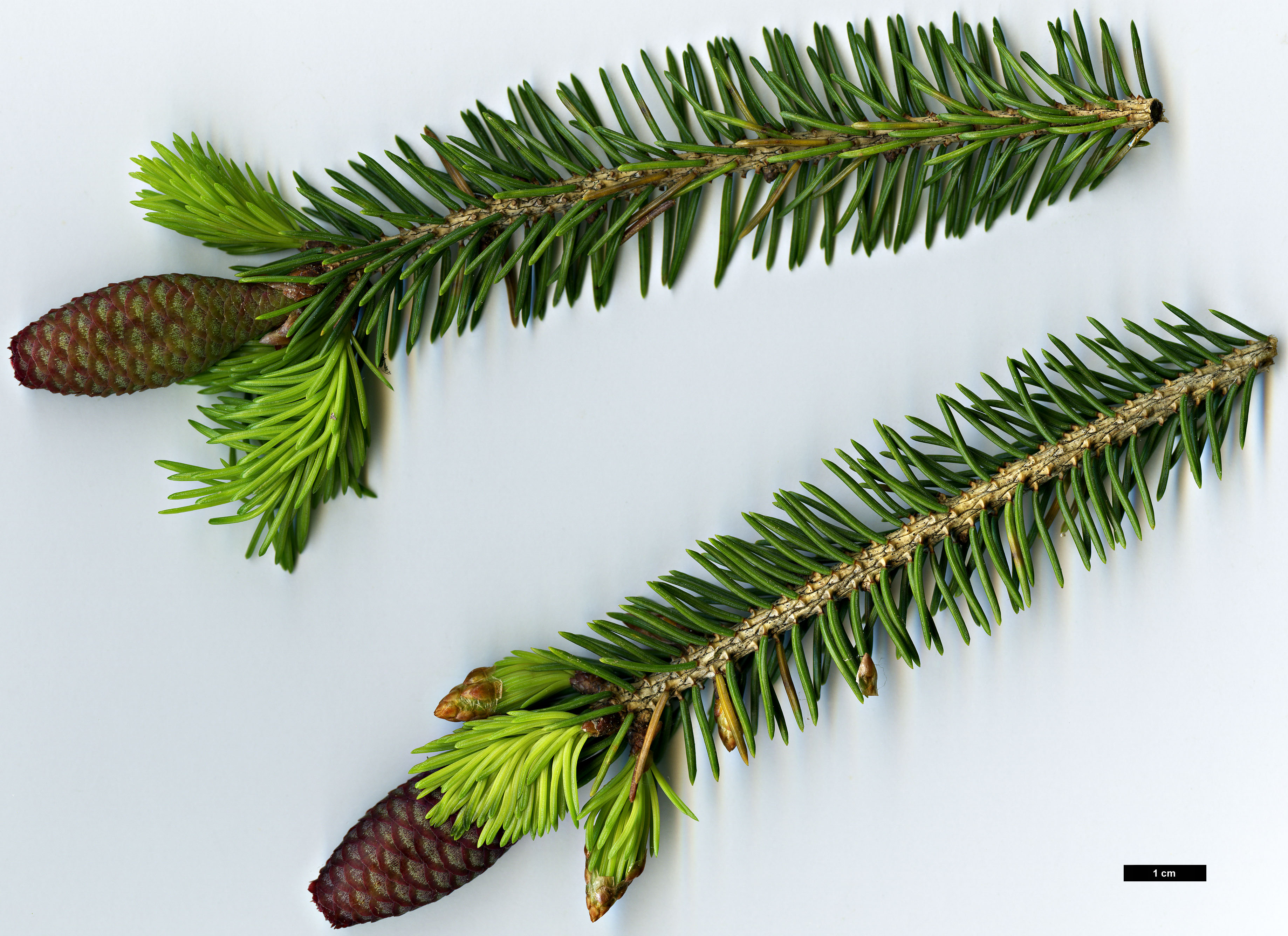 High resolution image: Family: Pinaceae - Genus: Picea - Taxon: wilsonii