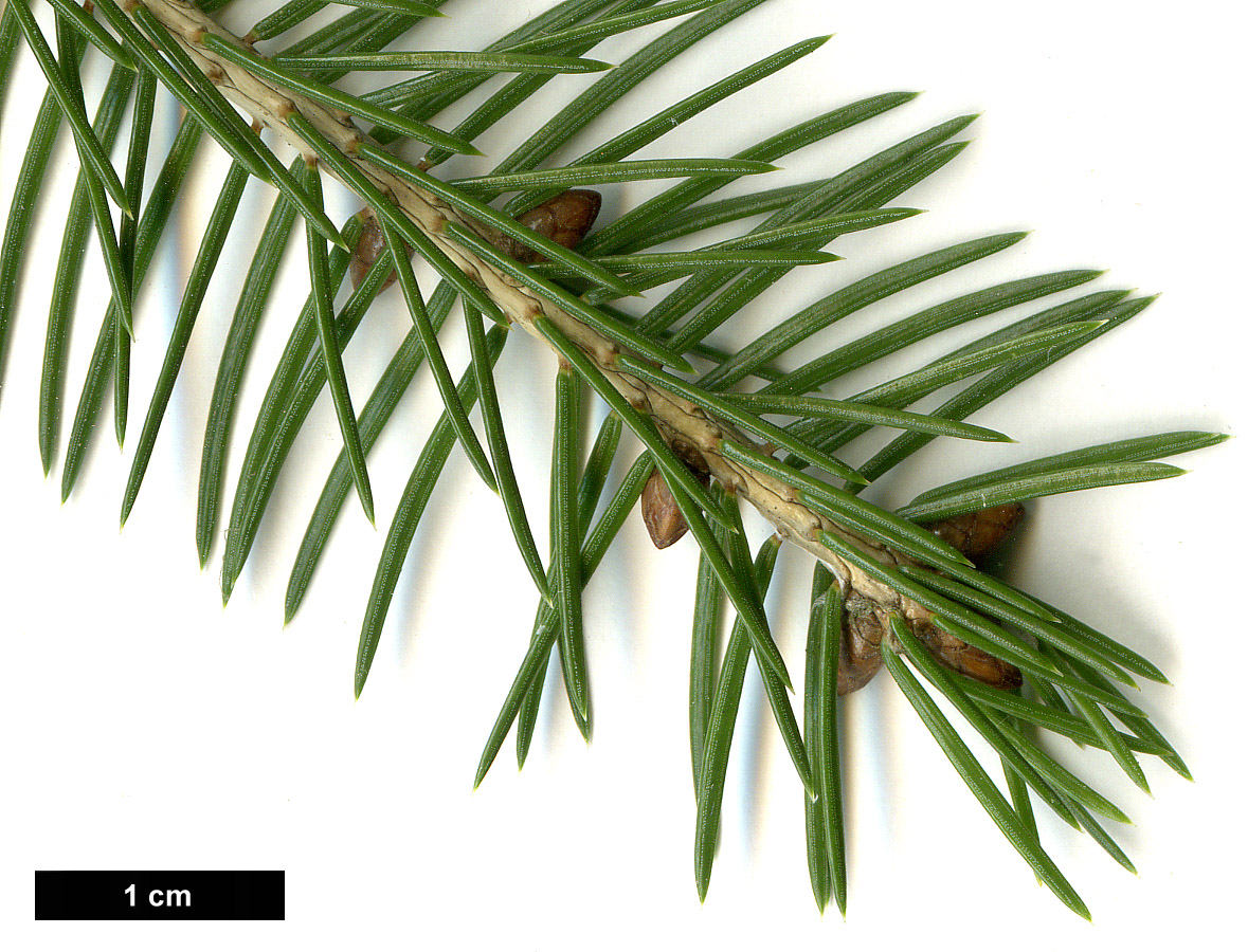 High resolution image: Family: Pinaceae - Genus: Picea - Taxon: wilsonii