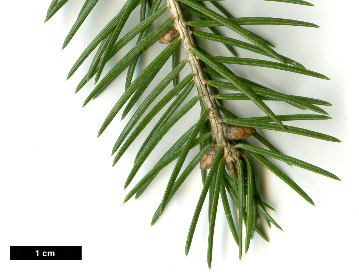 High resolution image: Family: Pinaceae - Genus: Picea - Taxon: wilsonii