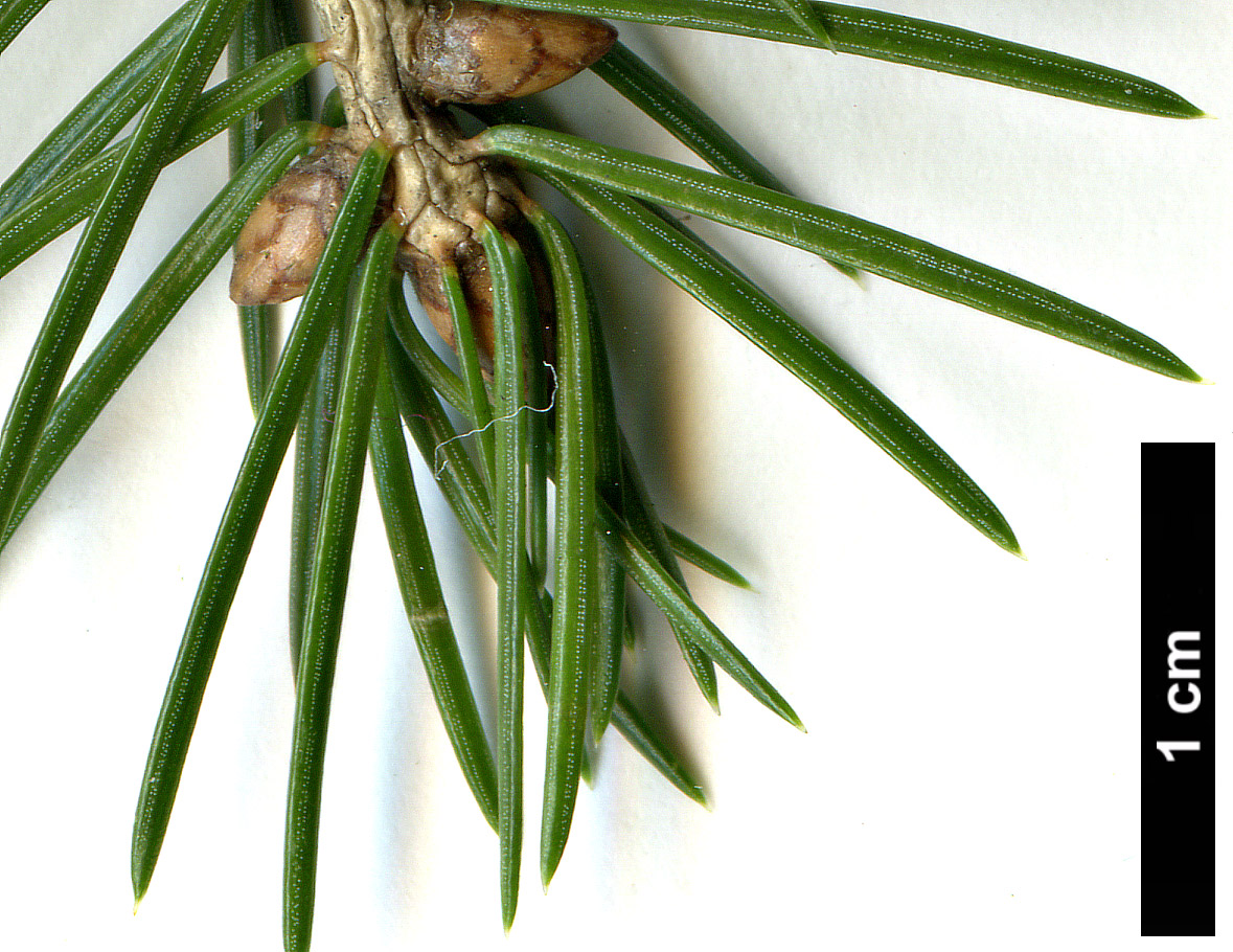 High resolution image: Family: Pinaceae - Genus: Picea - Taxon: wilsonii