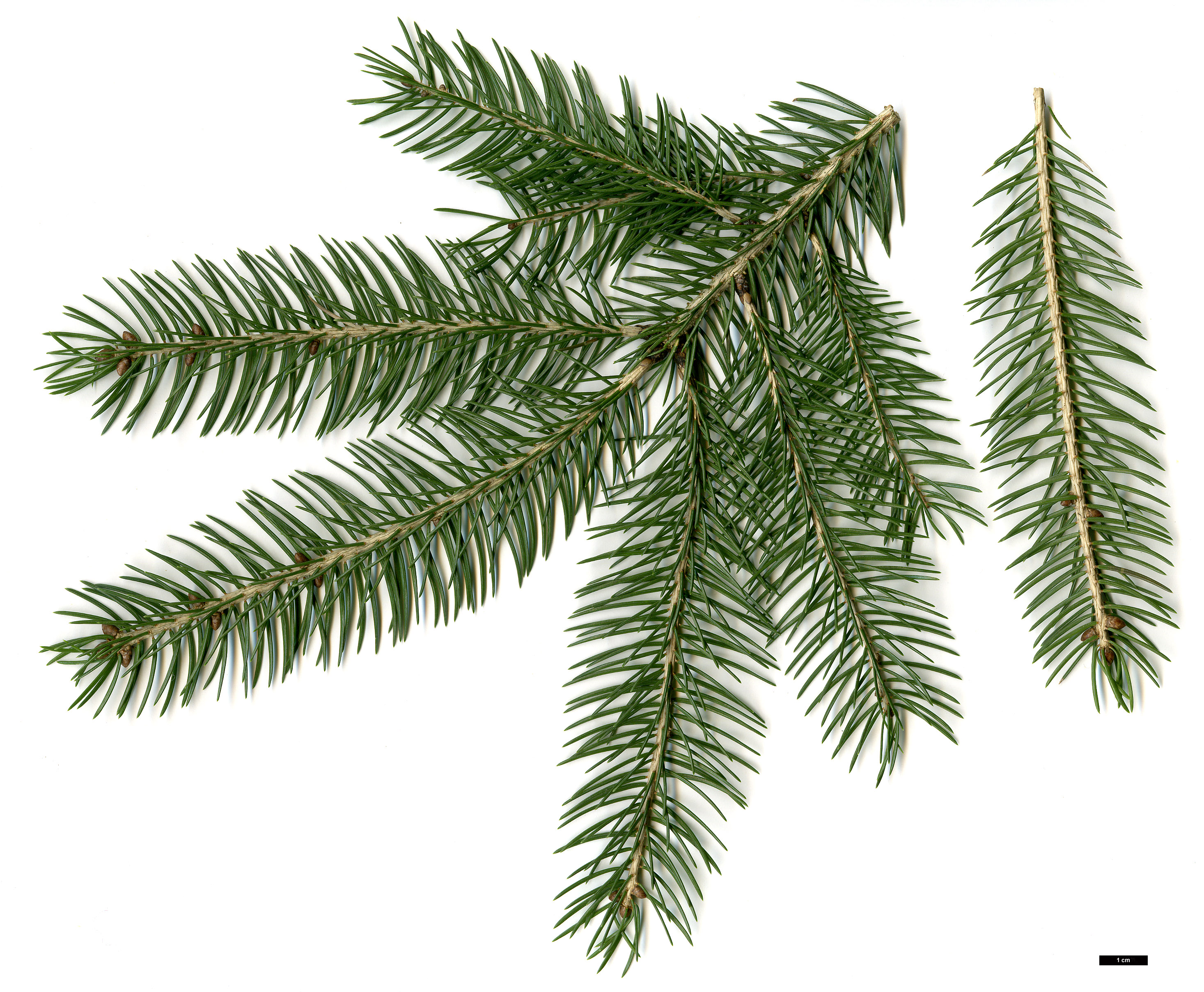 High resolution image: Family: Pinaceae - Genus: Picea - Taxon: wilsonii