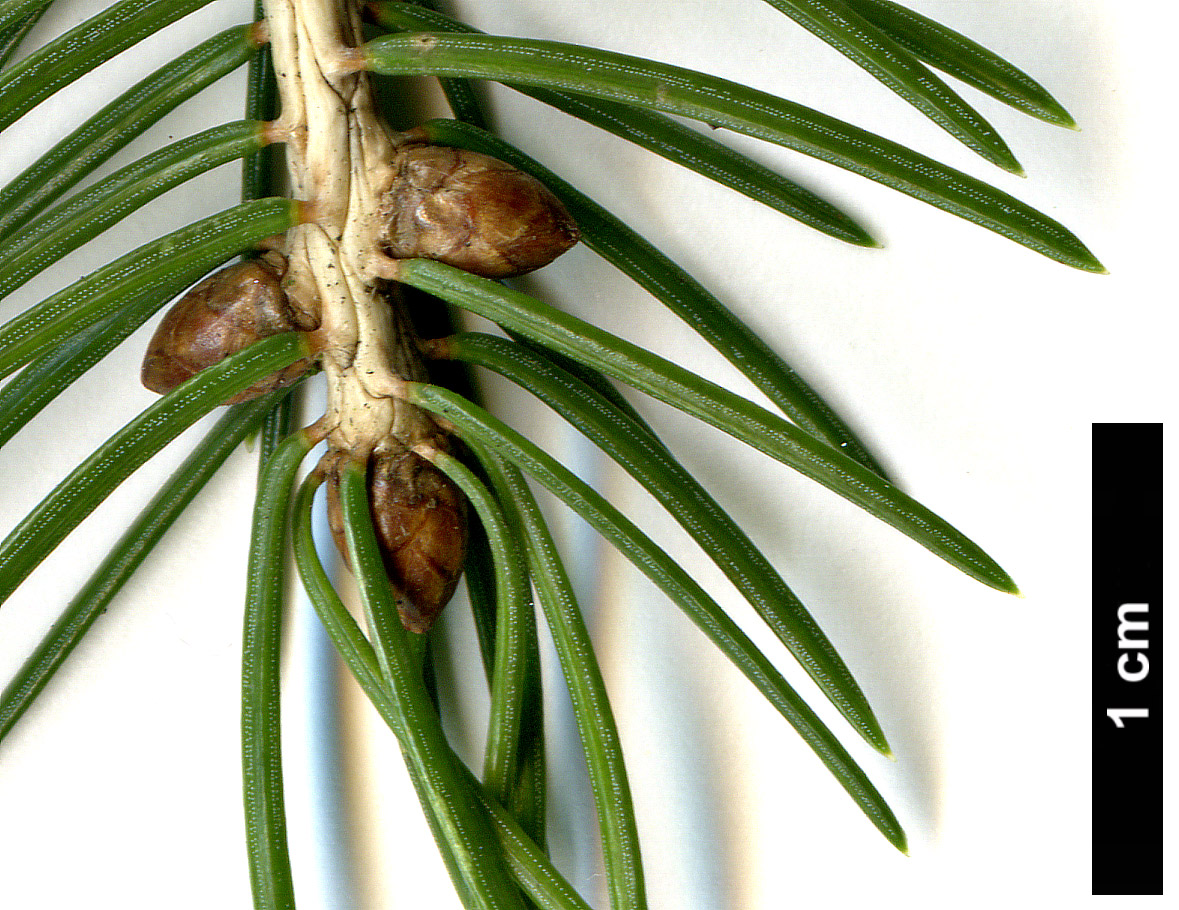 High resolution image: Family: Pinaceae - Genus: Picea - Taxon: wilsonii