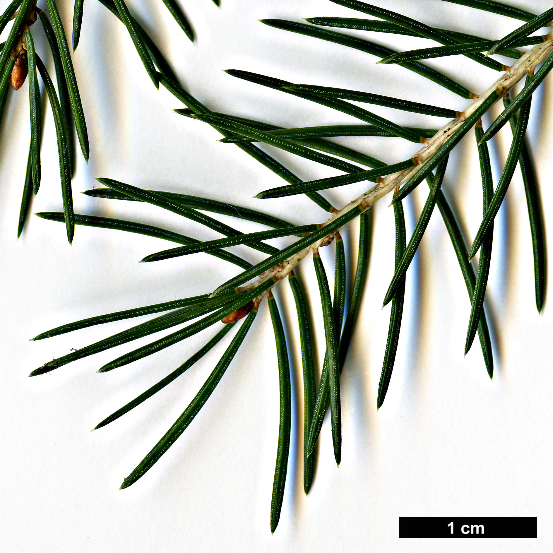 High resolution image: Family: Pinaceae - Genus: Picea - Taxon: wilsonii