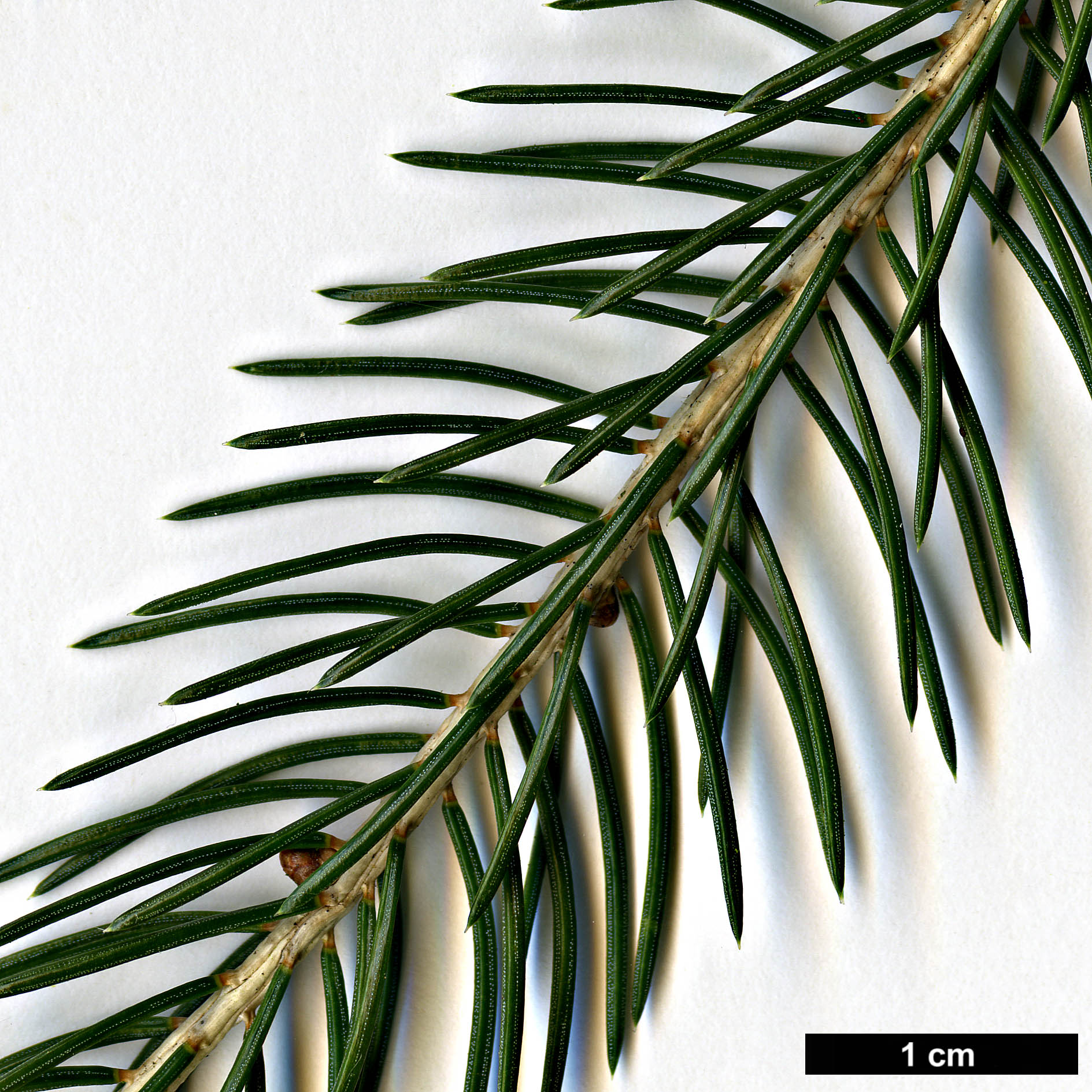 High resolution image: Family: Pinaceae - Genus: Picea - Taxon: wilsonii