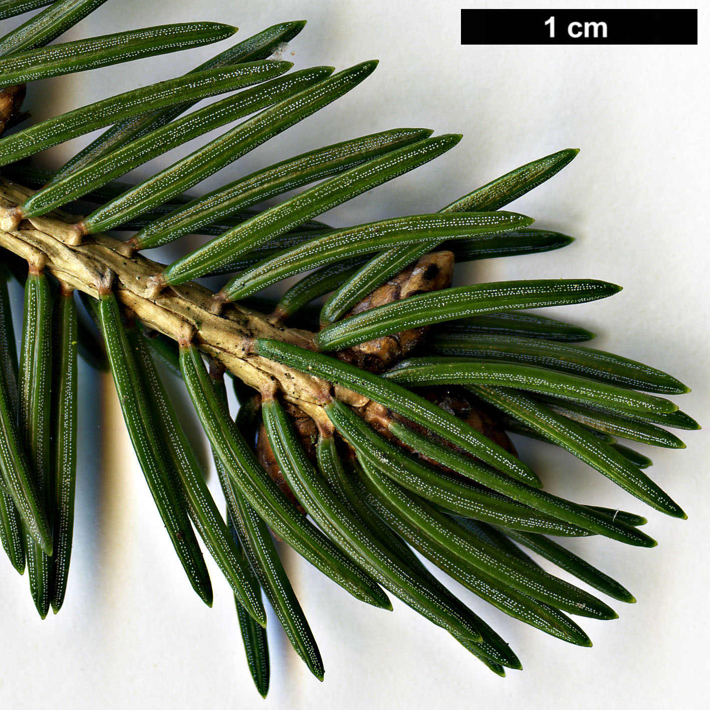 High resolution image: Family: Pinaceae - Genus: Picea - Taxon: wilsonii