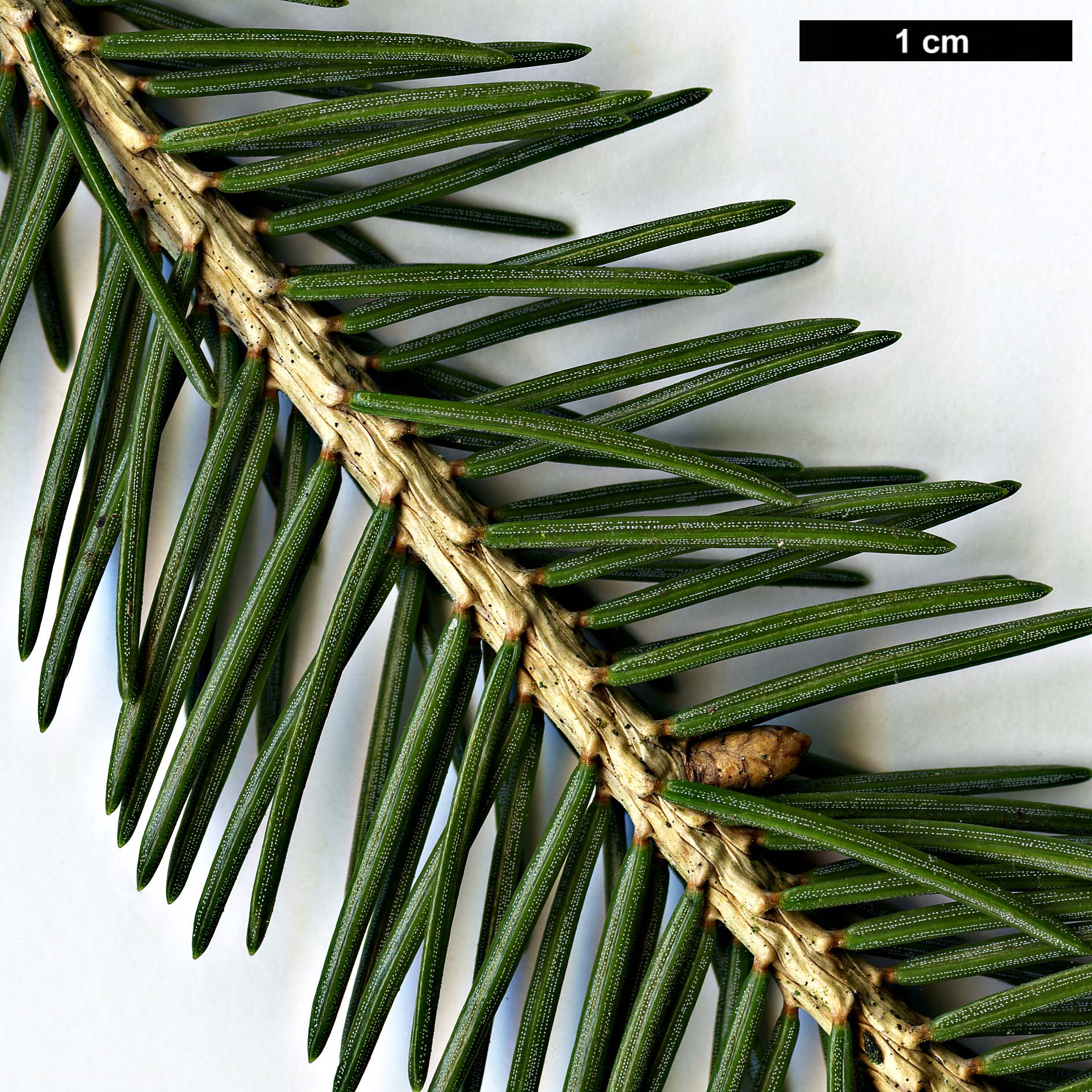 High resolution image: Family: Pinaceae - Genus: Picea - Taxon: wilsonii